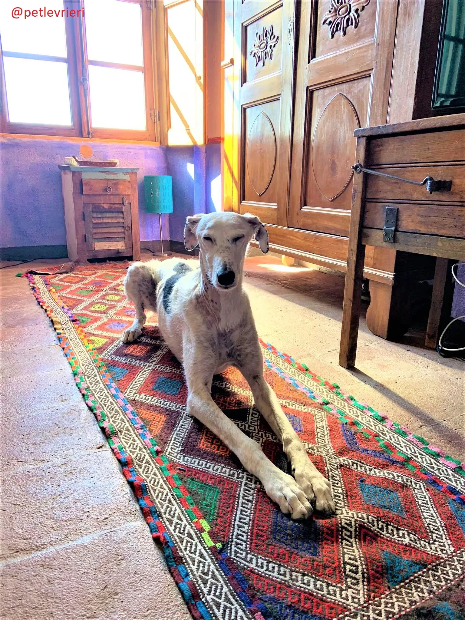 Rayo adozione levrieri galgo 34 2