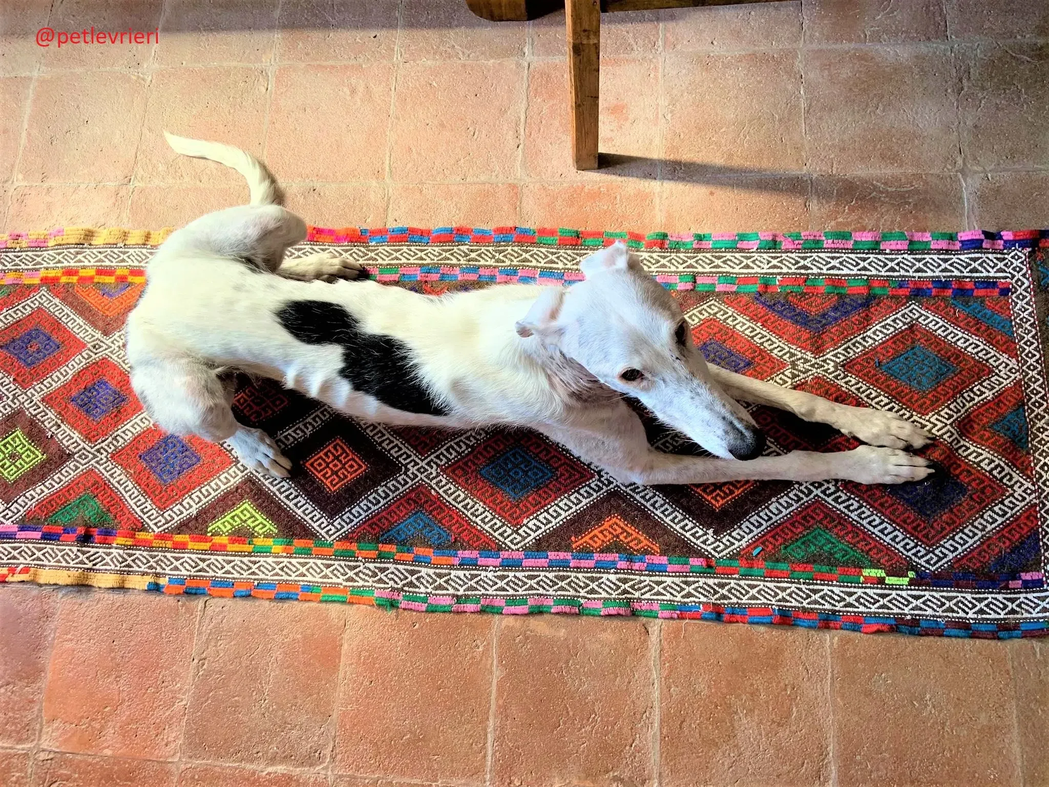 Rayo adozione levrieri galgo 35 2