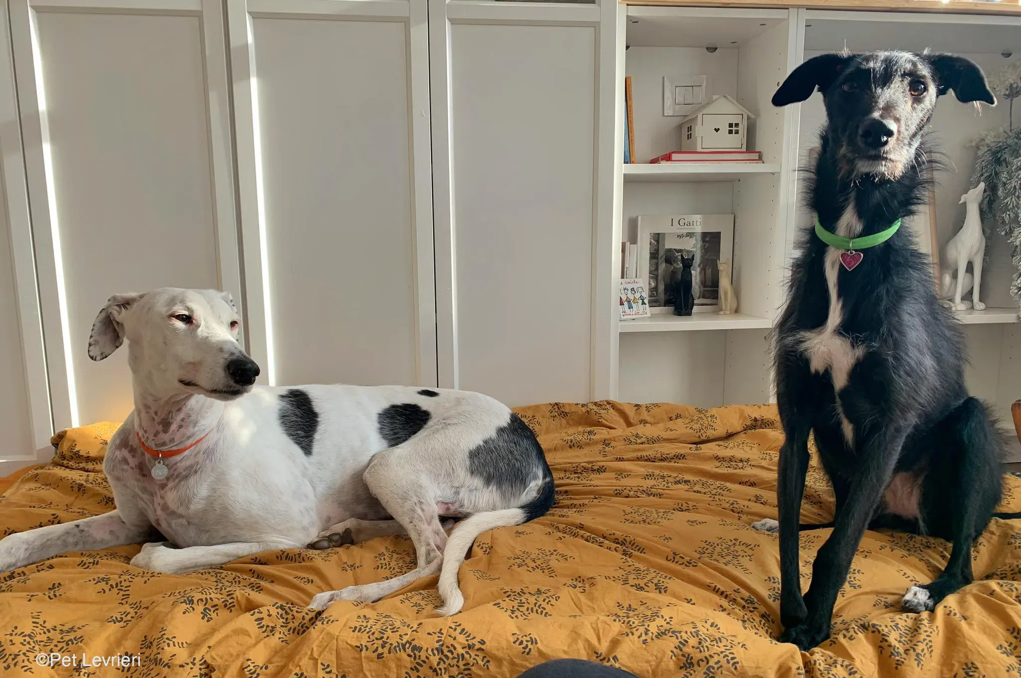 Rayo adozione levrieri galgo foster cane bianco 1