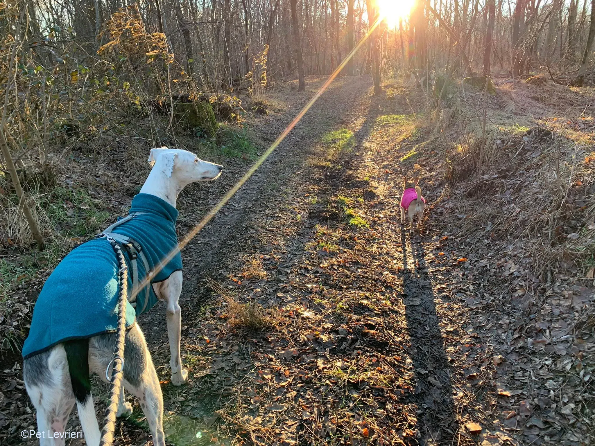 Rayo adozione levrieri galgo foster cane bianco 12