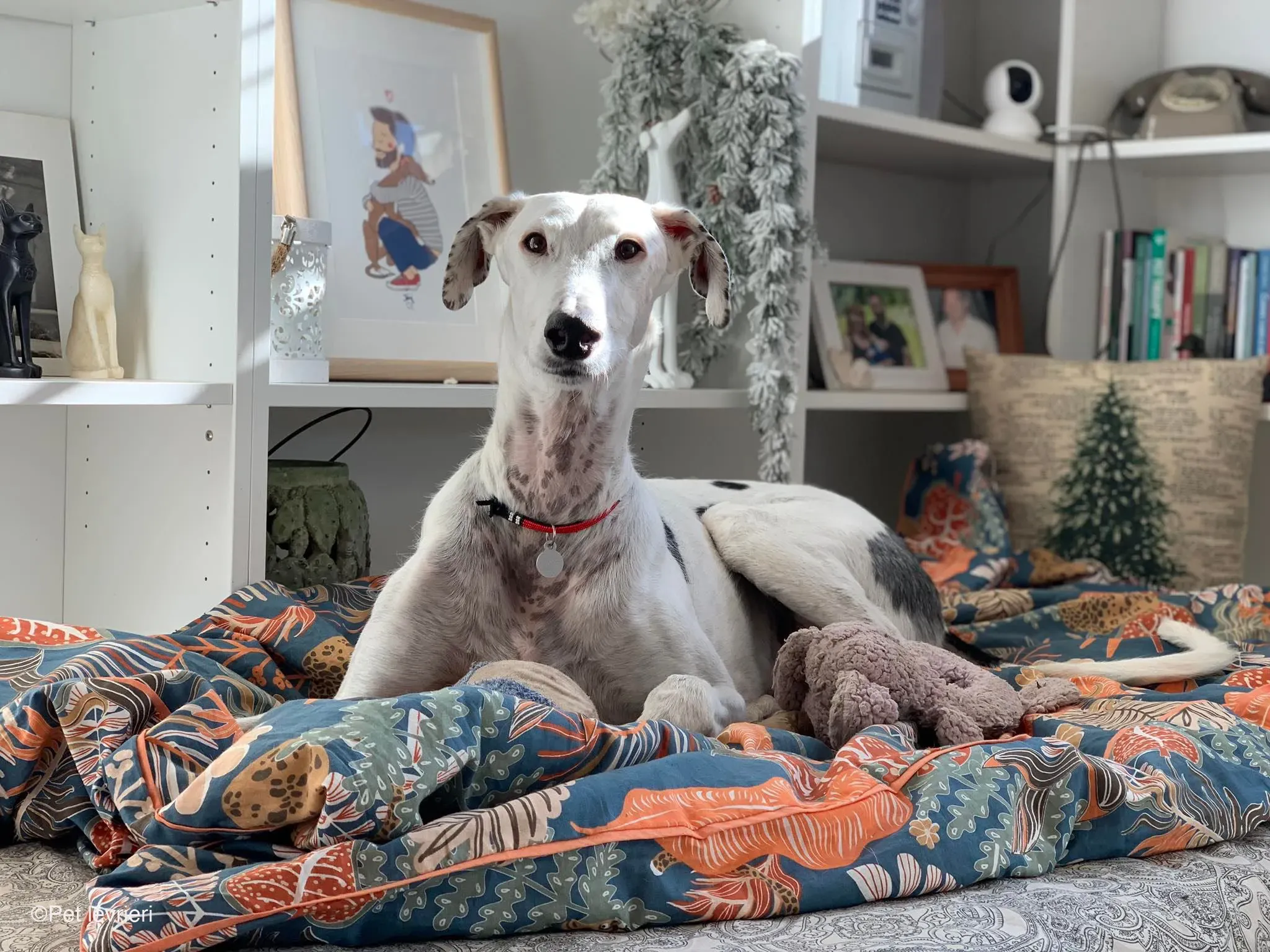 Rayo adozione levrieri galgo foster cane bianco 15