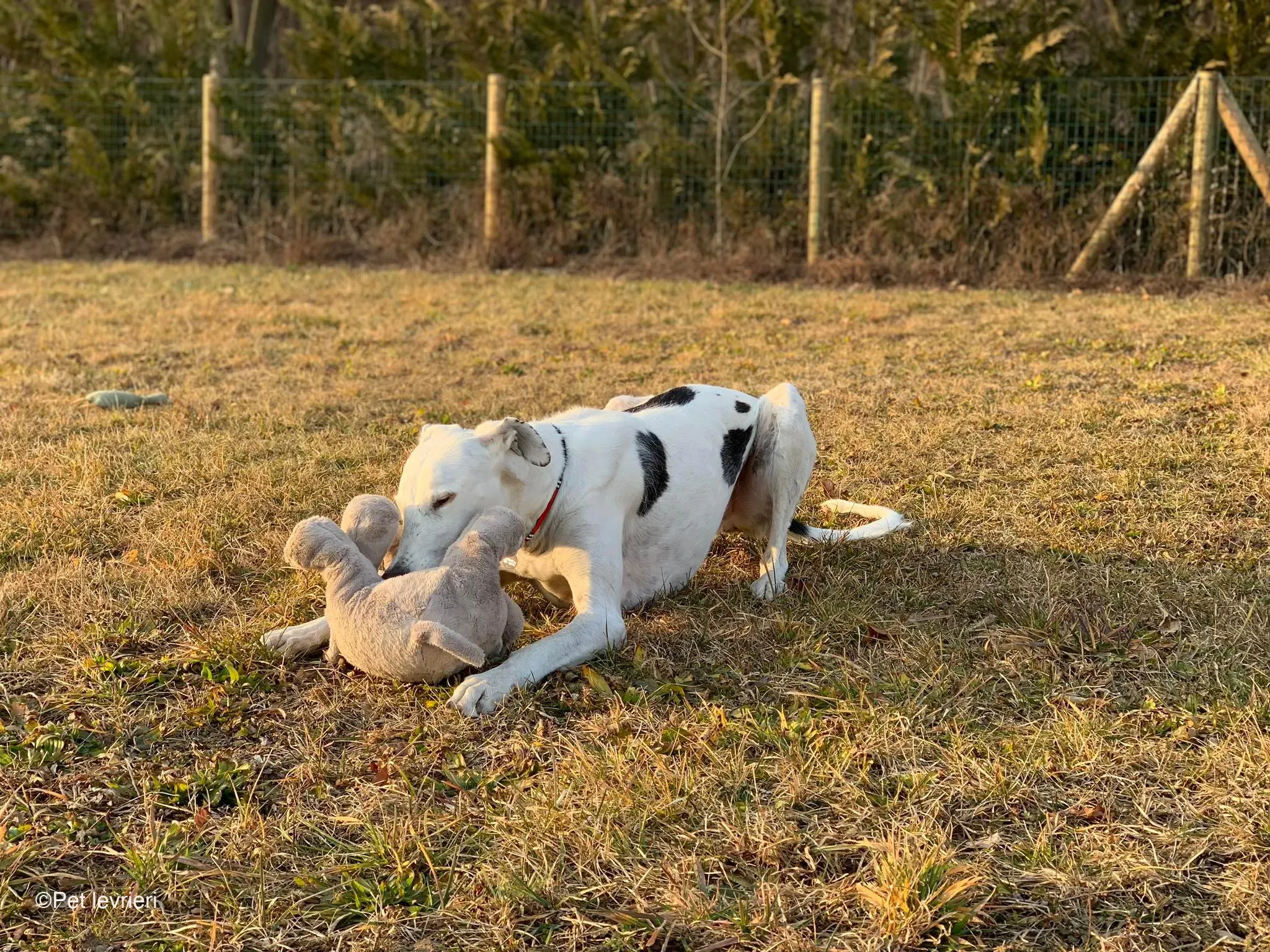 Rayo adozione levrieri galgo foster cane bianco 16