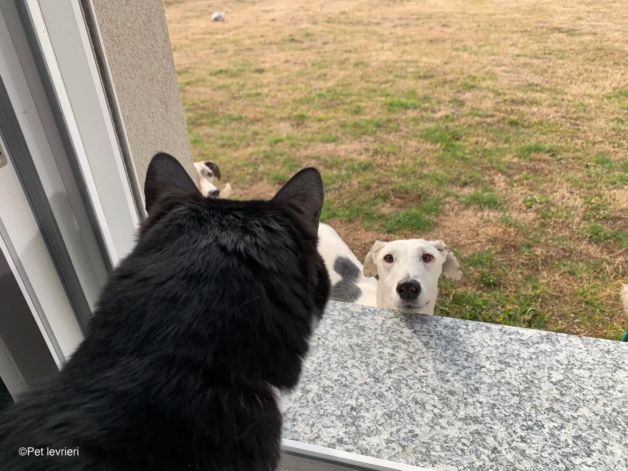 Rayo adozione levrieri galgo foster cane bianco 17
