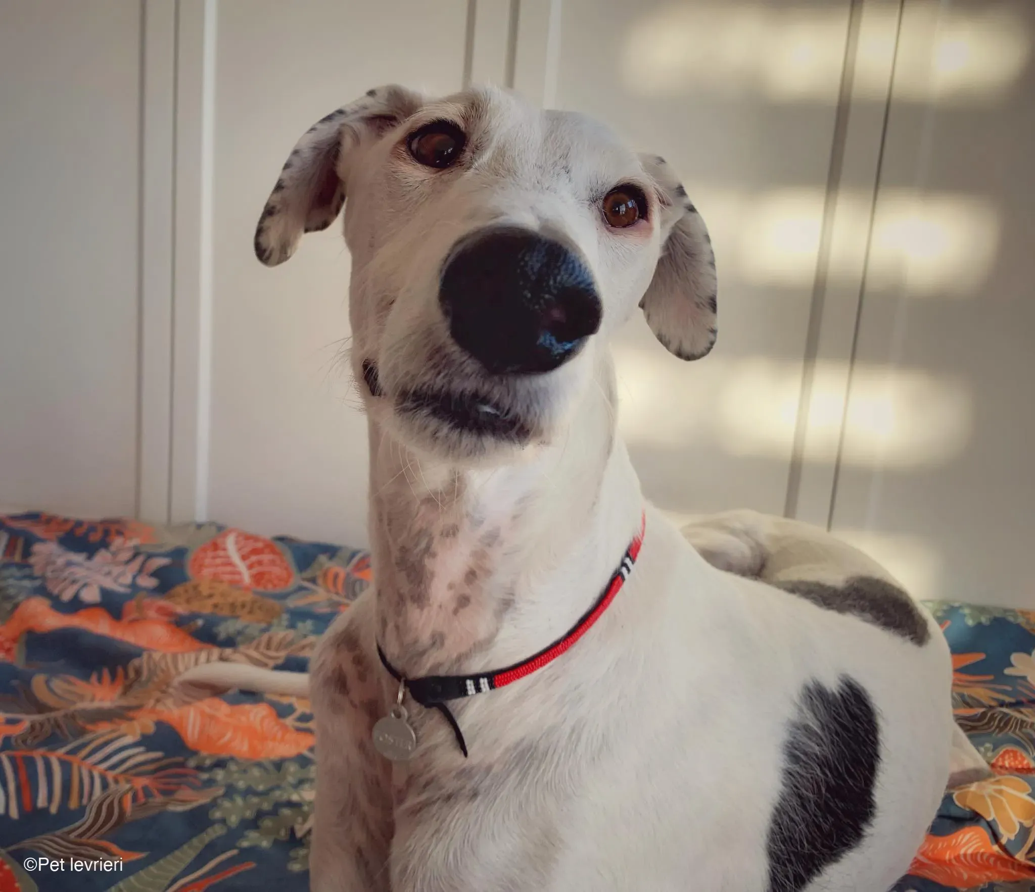 Rayo adozione levrieri galgo foster cane bianco 18