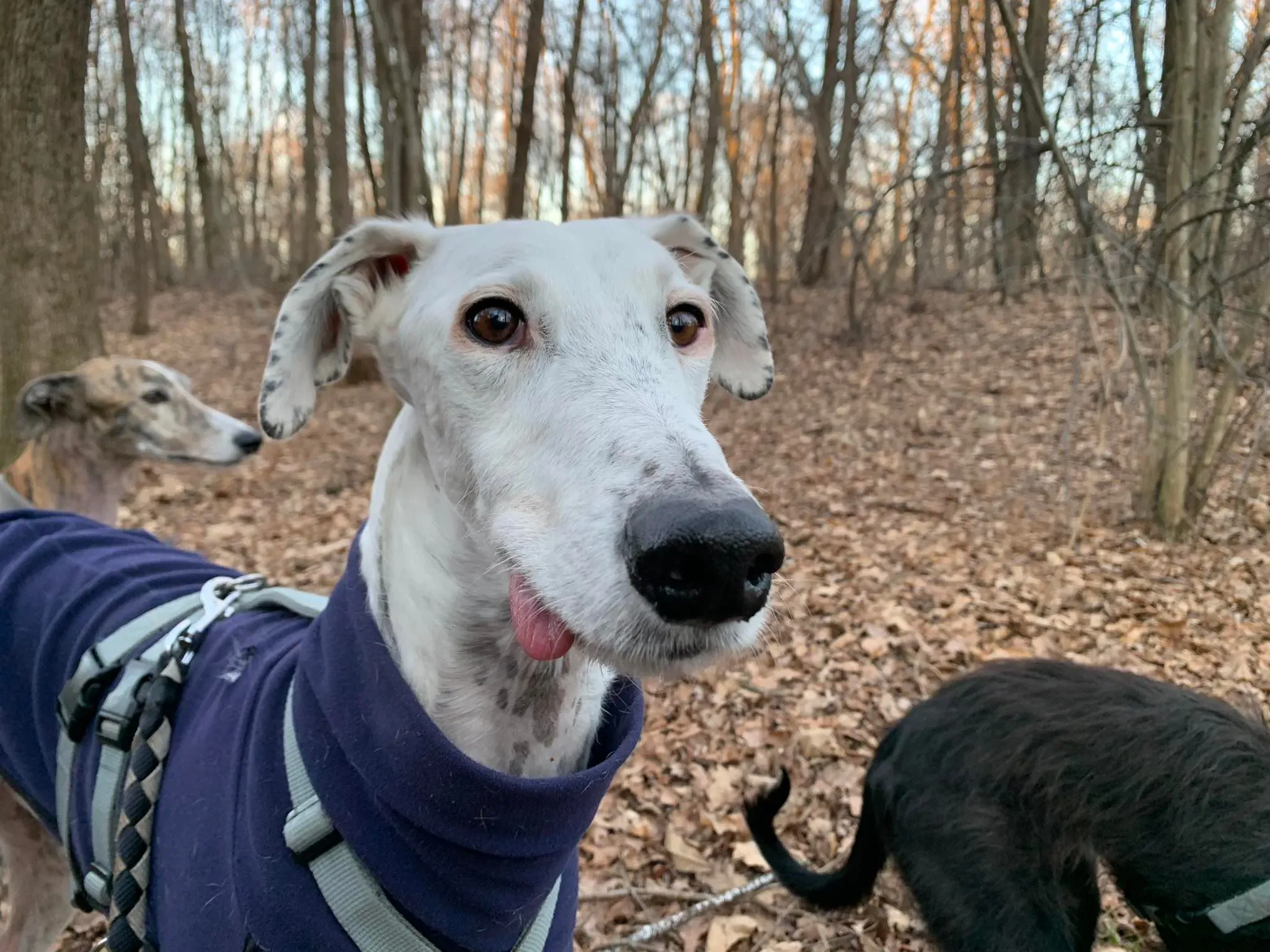 Rayo adozione levrieri galgo foster cane bianco 19