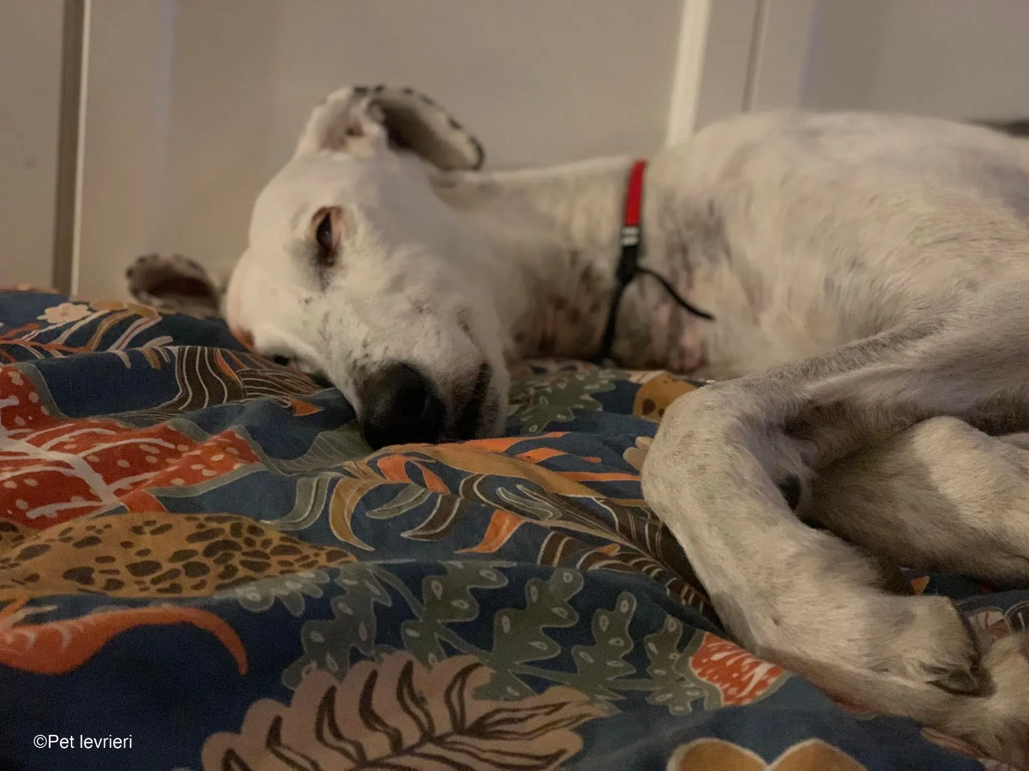 Rayo adozione levrieri galgo foster cane bianco 20