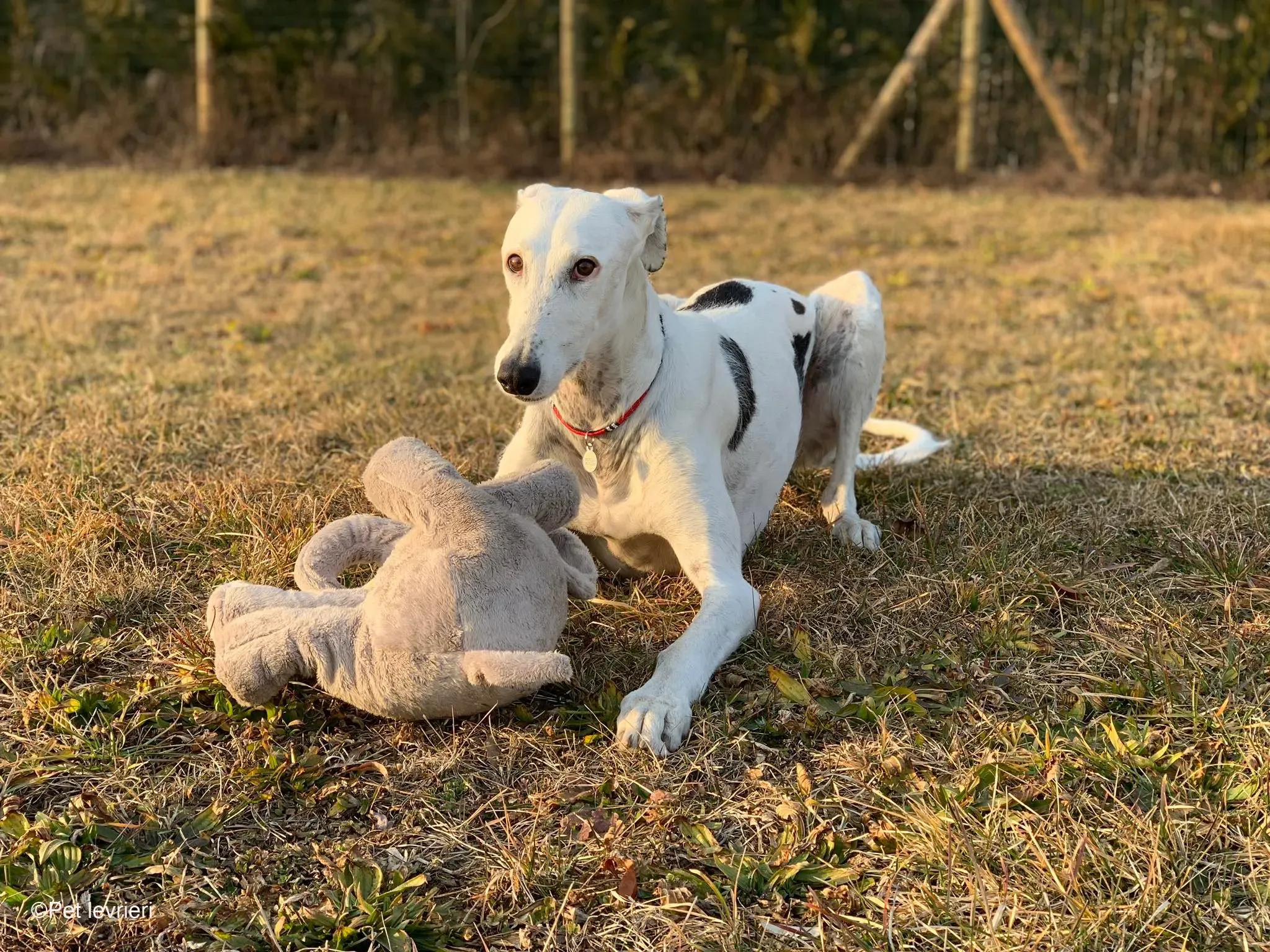 Rayo adozione levrieri galgo foster cane bianco 21