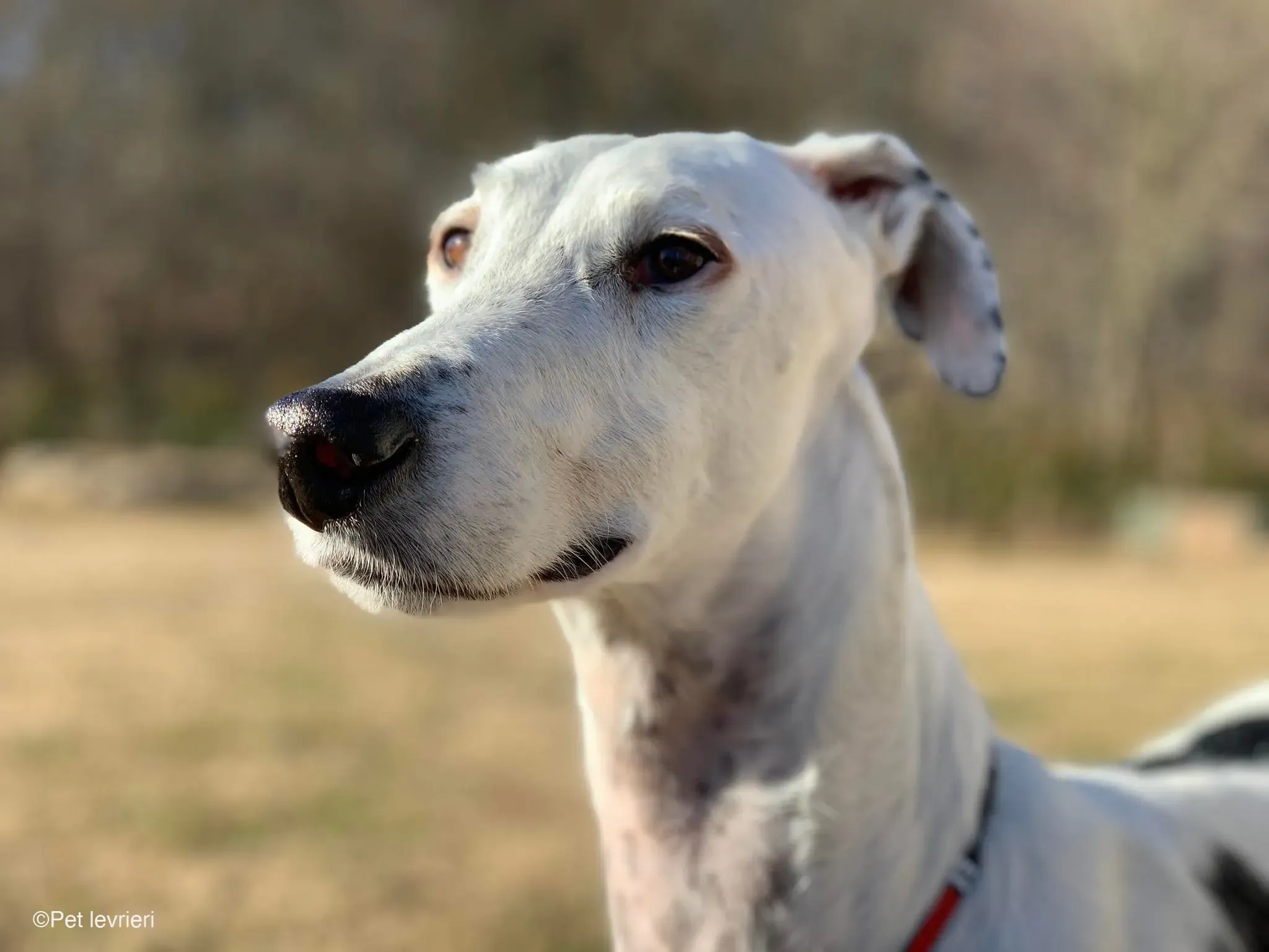 Rayo adozione levrieri galgo foster cane bianco 22
