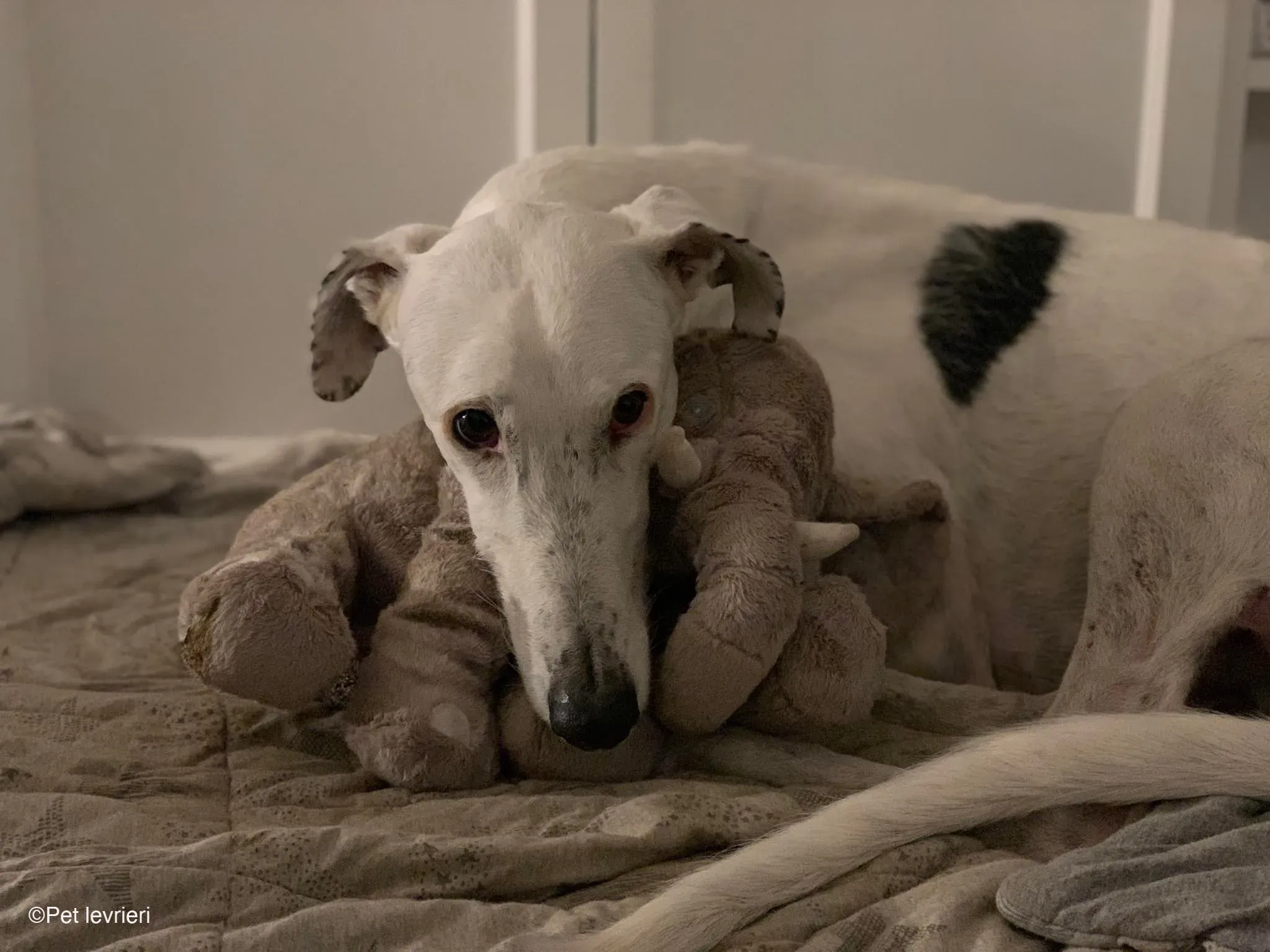 Rayo adozione levrieri galgo foster cane bianco 23