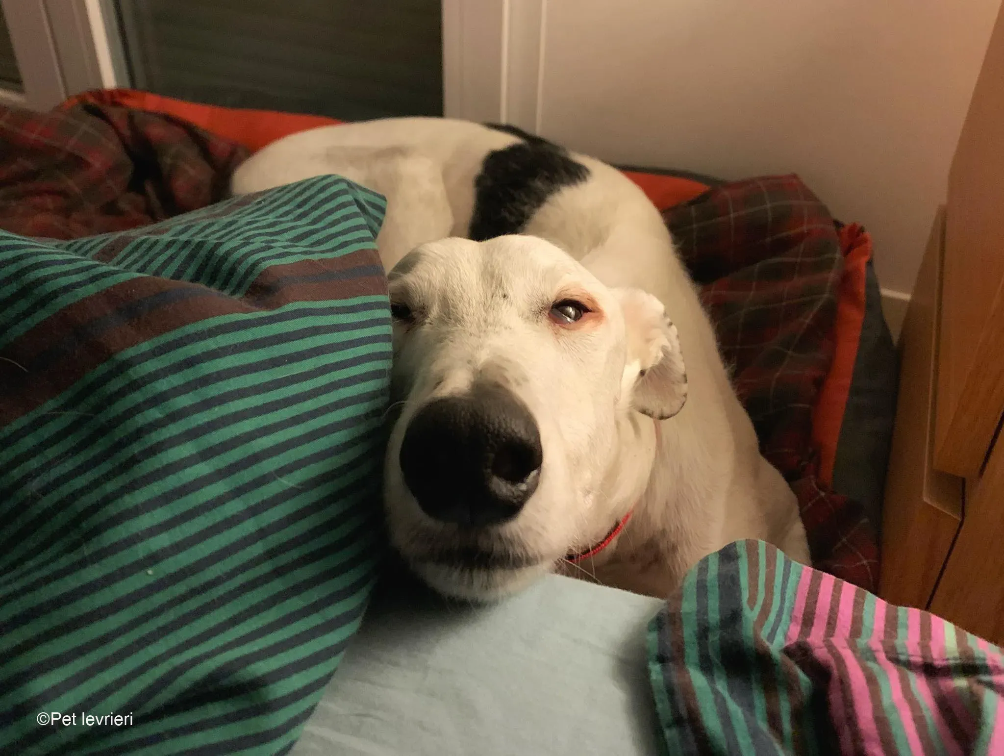 Rayo adozione levrieri galgo foster cane bianco 24