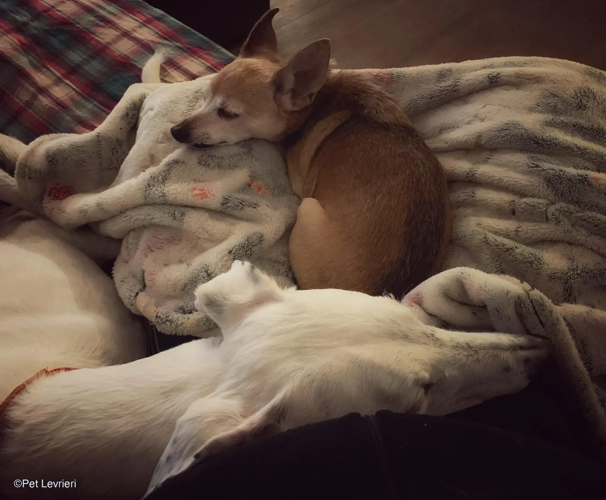 Rayo adozione levrieri galgo foster cane bianco 3