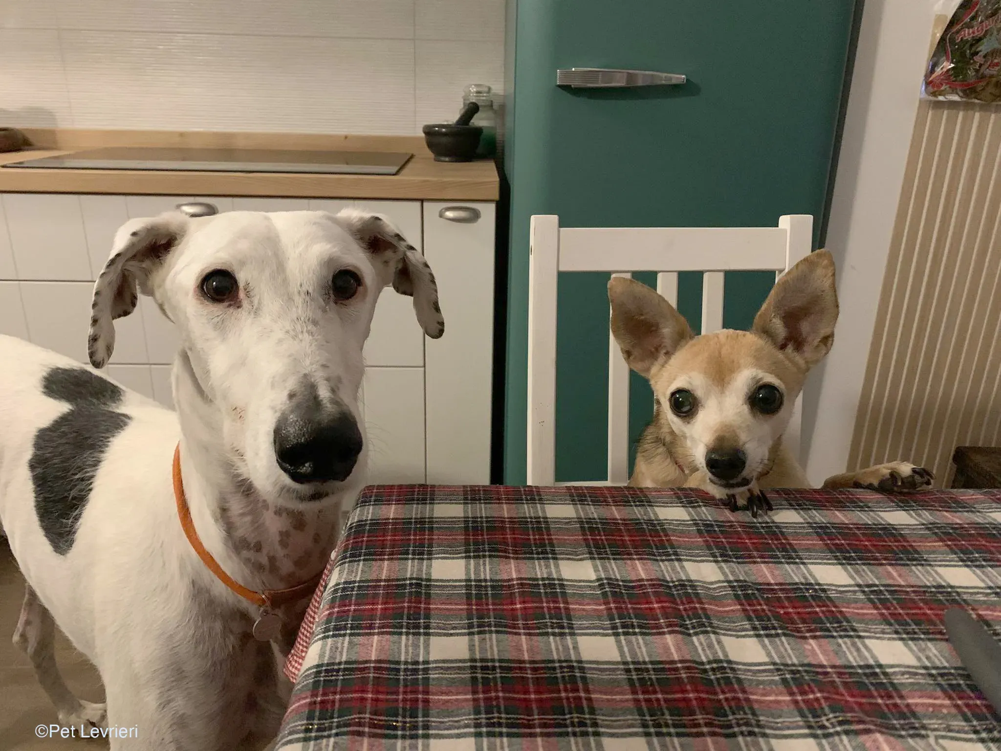 Rayo adozione levrieri galgo foster cane bianco 4