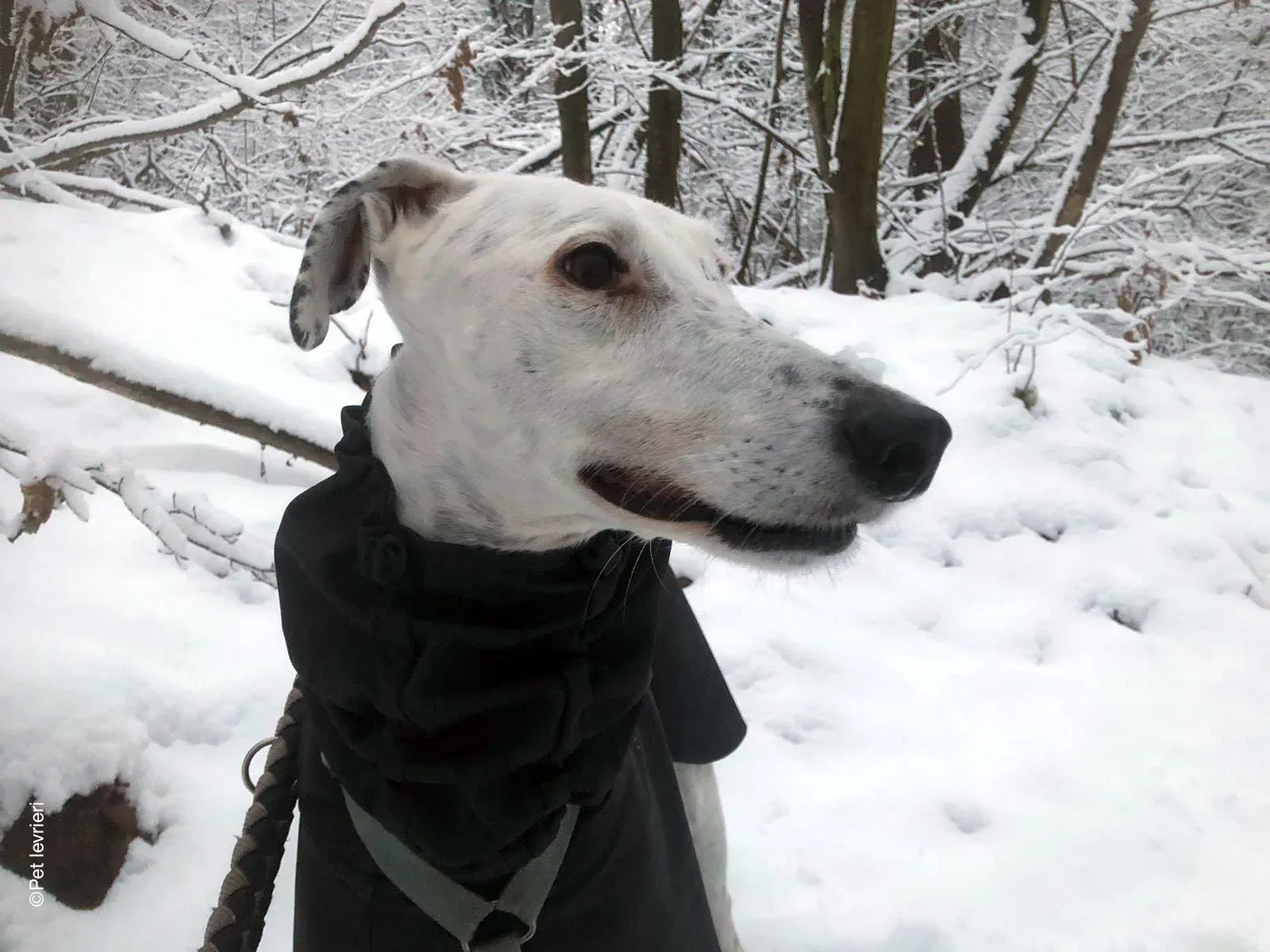 Rayo adozione levrieri galgo foster cane neve bianco 06