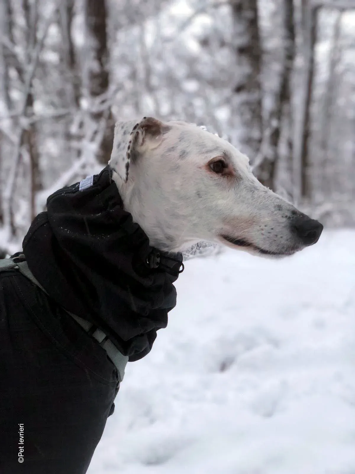 Rayo adozione levrieri galgo foster cane neve bianco 07