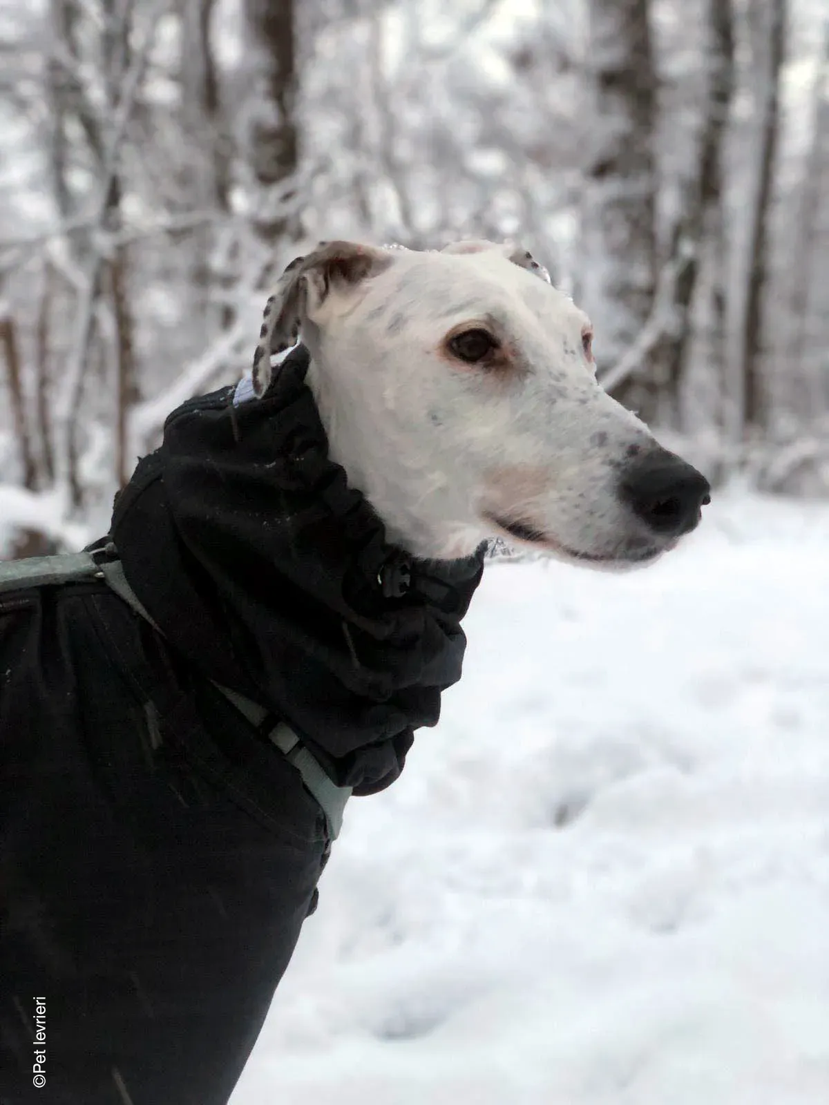 Rayo adozione levrieri galgo foster cane neve bianco 09
