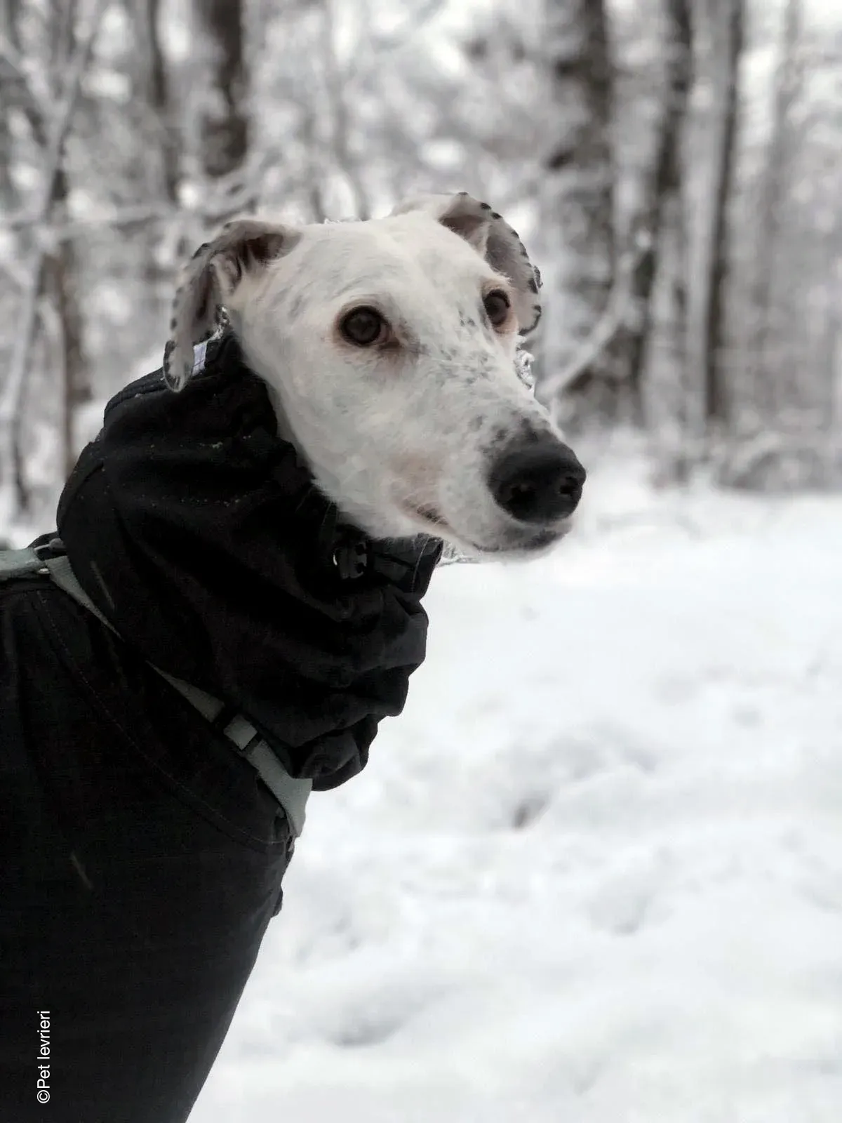 Rayo adozione levrieri galgo foster cane neve bianco 10