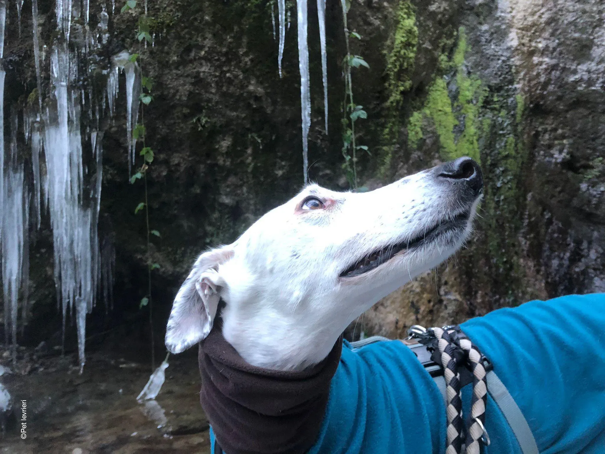 Rayo adozione levrieri galgo foster cane neve bianco 12