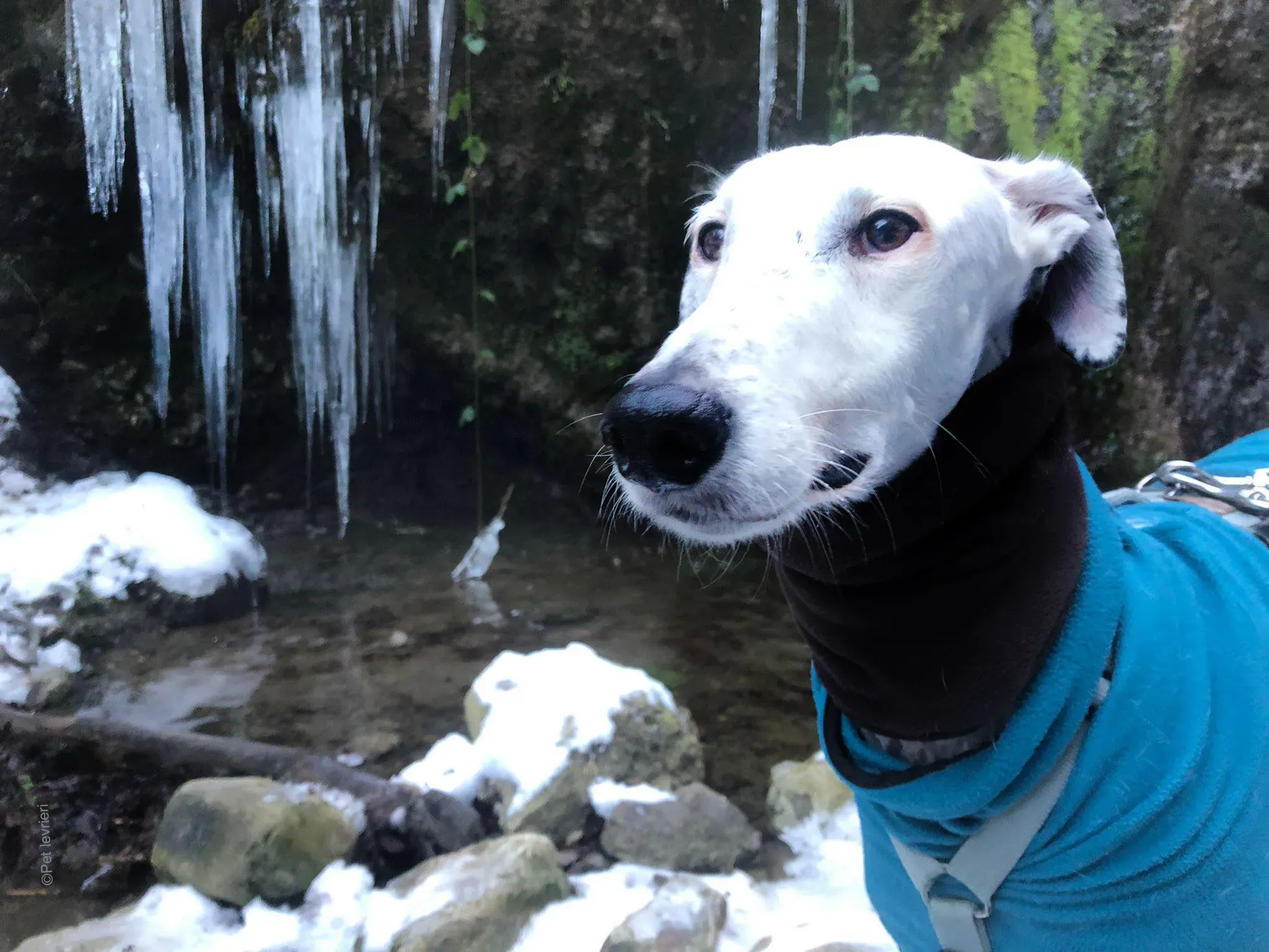Rayo adozione levrieri galgo foster cane neve bianco 13