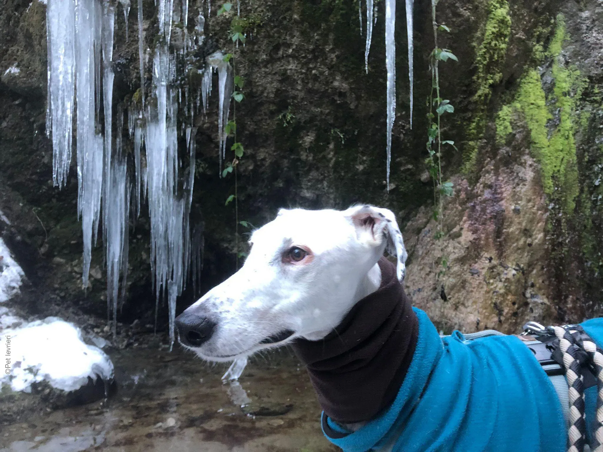 Rayo adozione levrieri galgo foster cane neve bianco 14