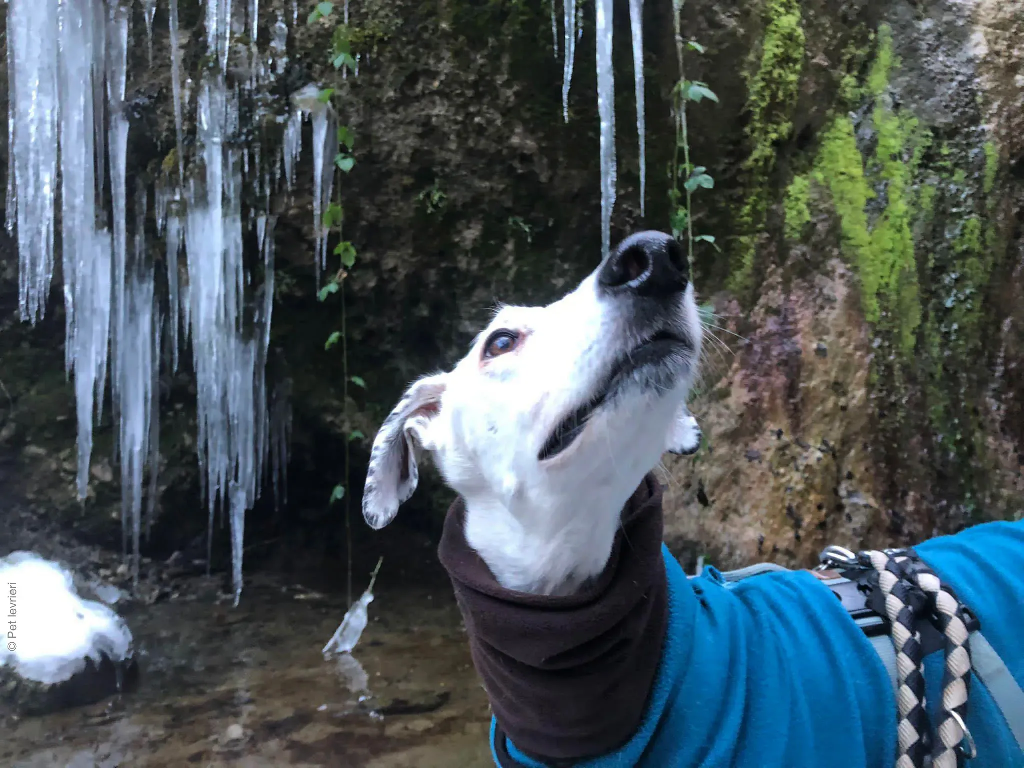 Rayo adozione levrieri galgo foster cane neve bianco 16