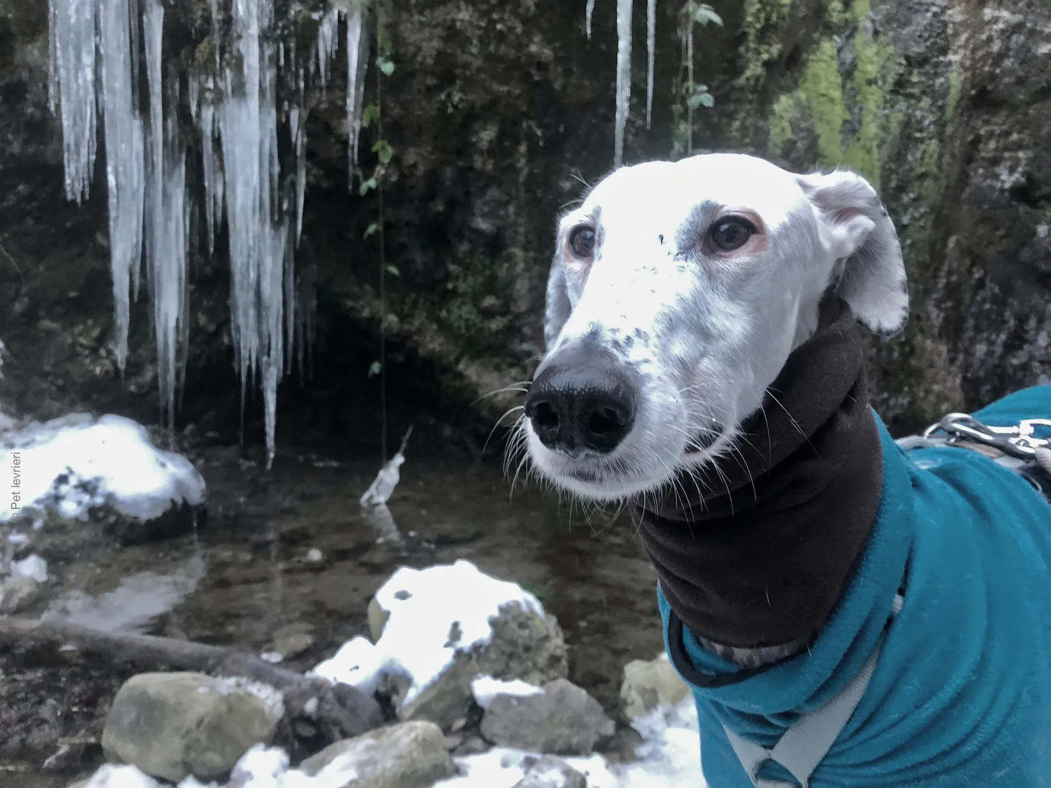 Rayo adozione levrieri galgo foster cane neve bianco 17