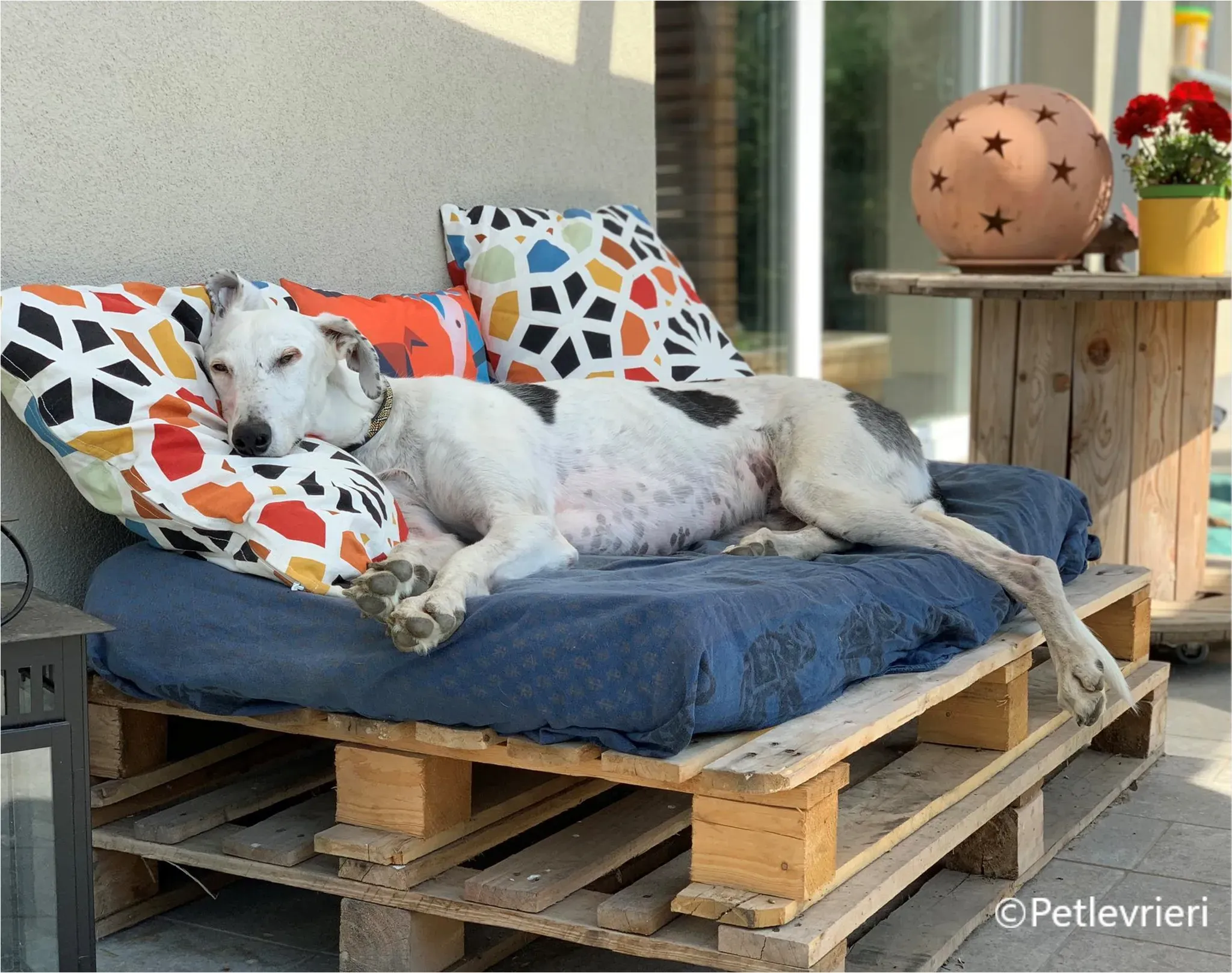 Rayo galgo pet levrieri felici casa1