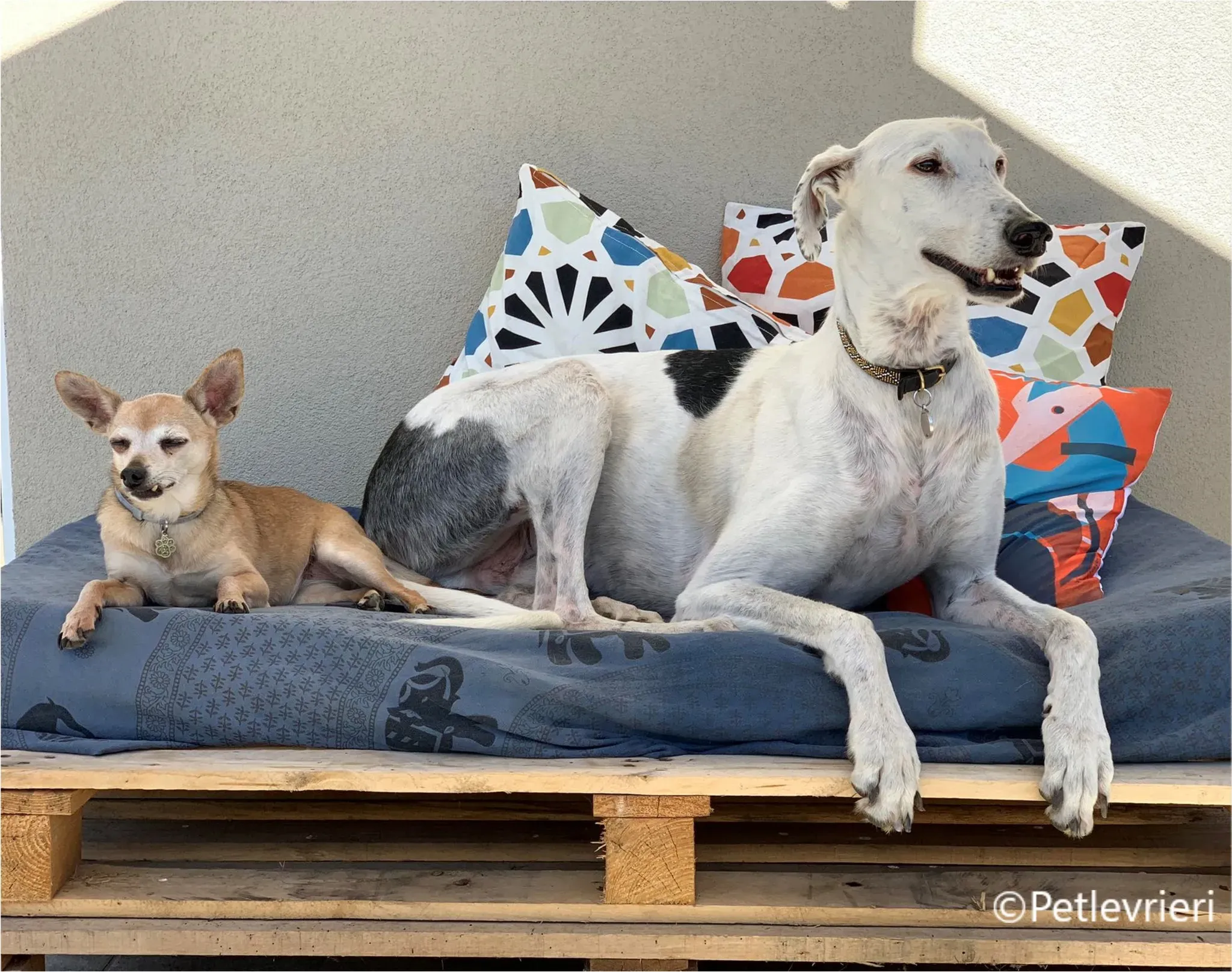 Rayo galgo pet levrieri felici casa2