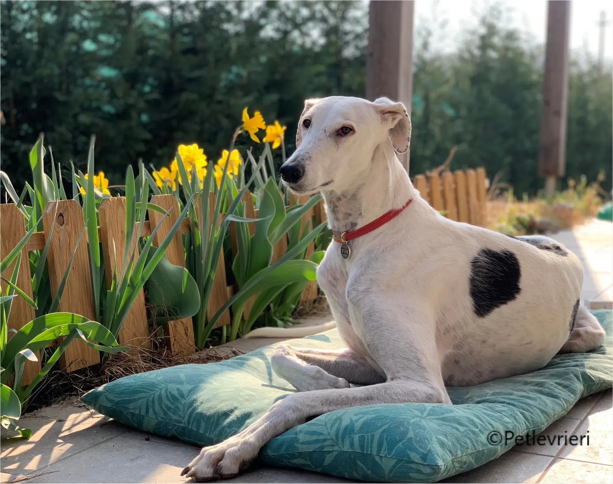 Rayo galgo pet levrieri felici casa3