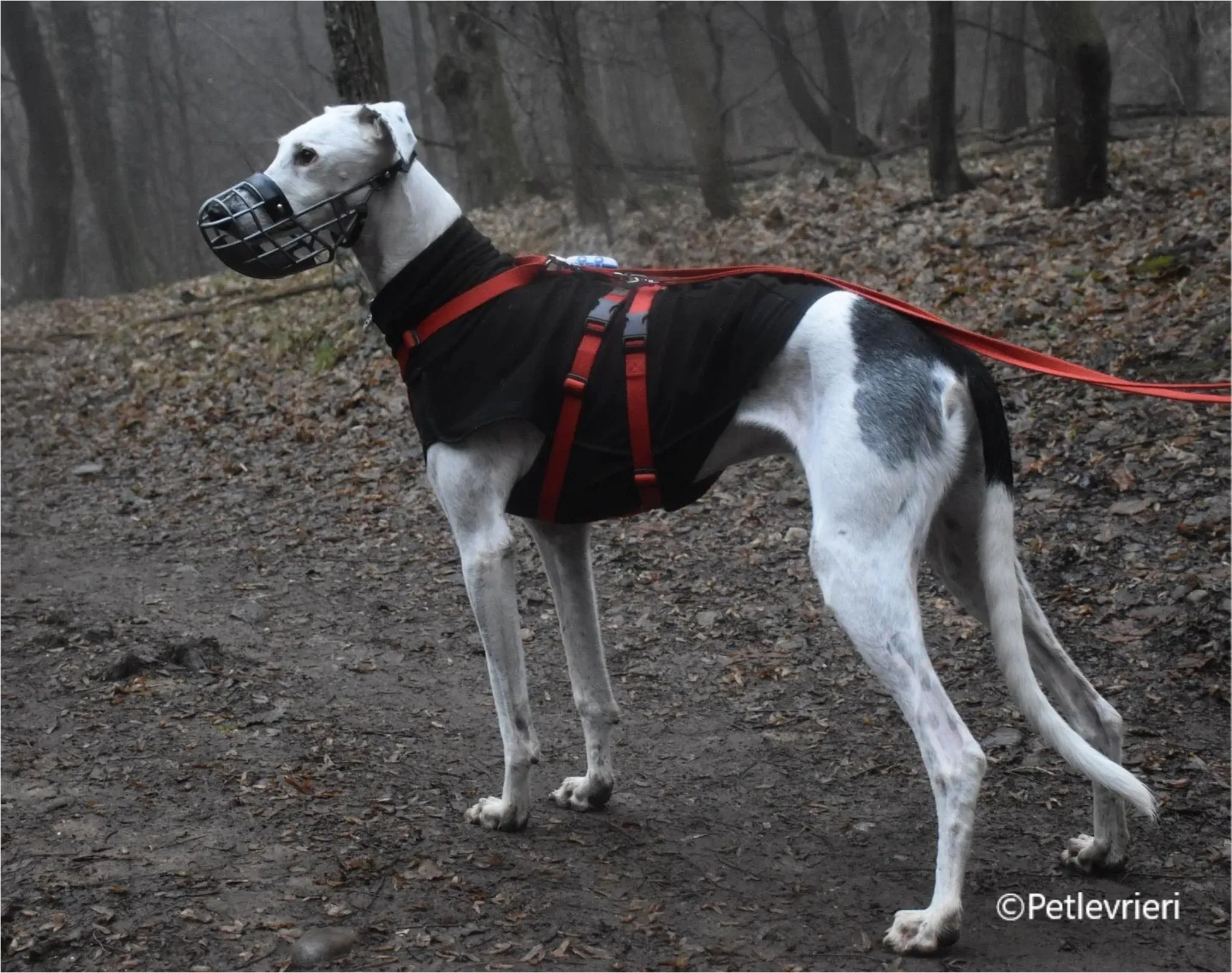 Rayo galgo pet levrieri felici casa4