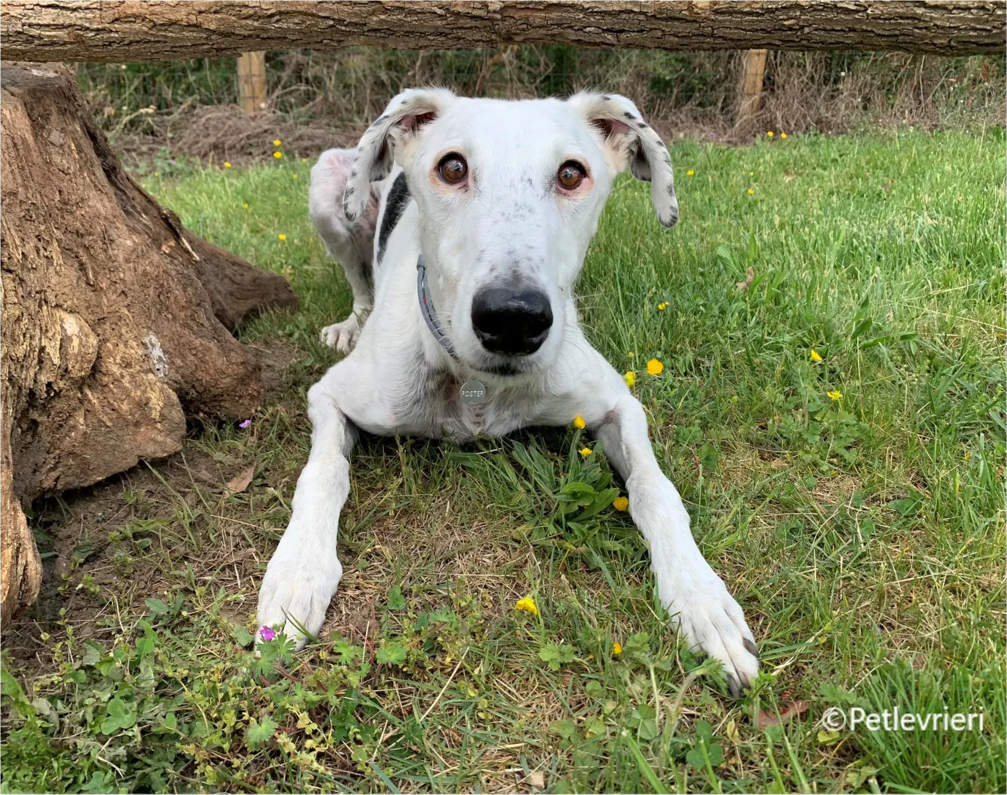 Rayo galgo pet levrieri felici casa5