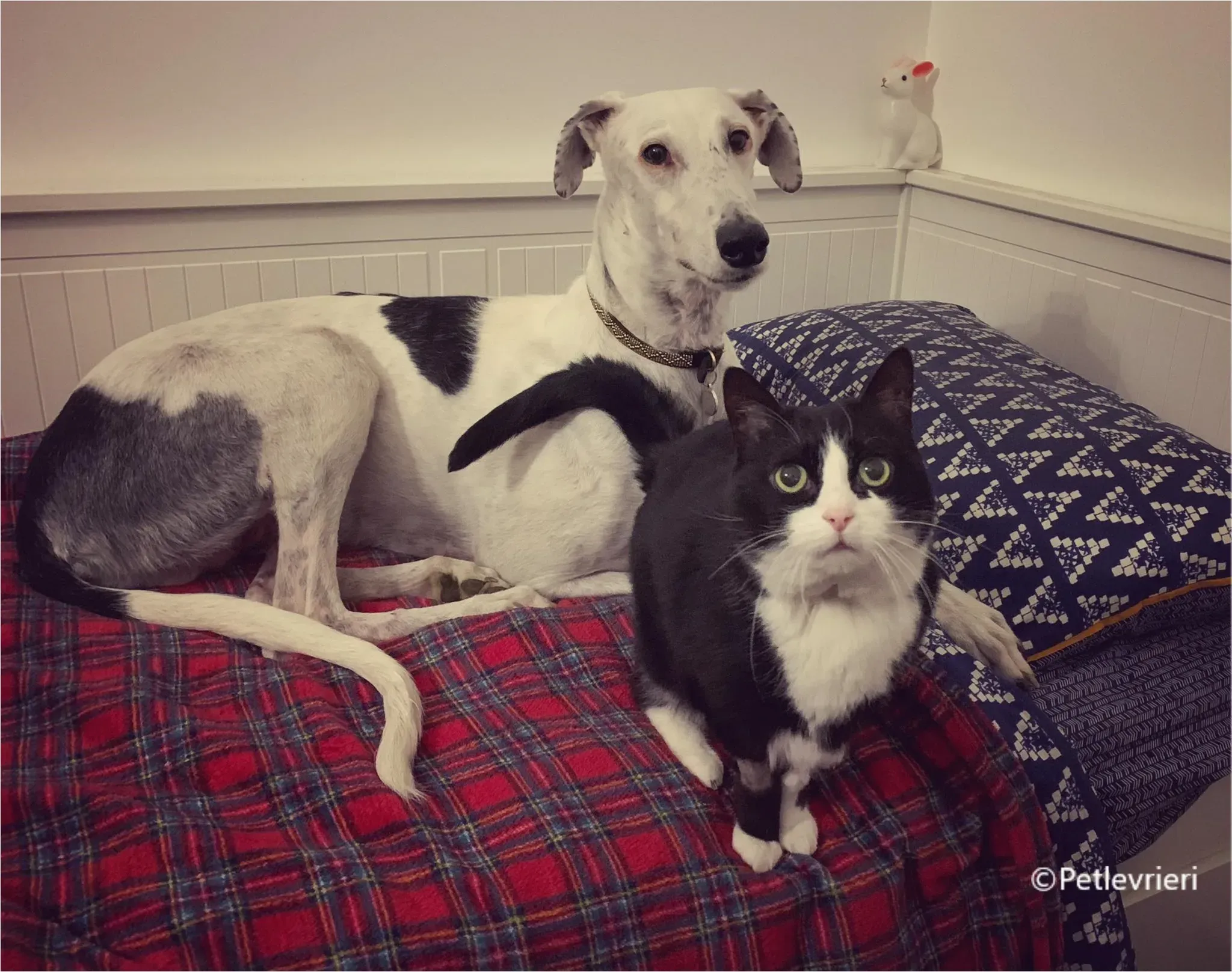 Rayo galgo pet levrieri felici casa6