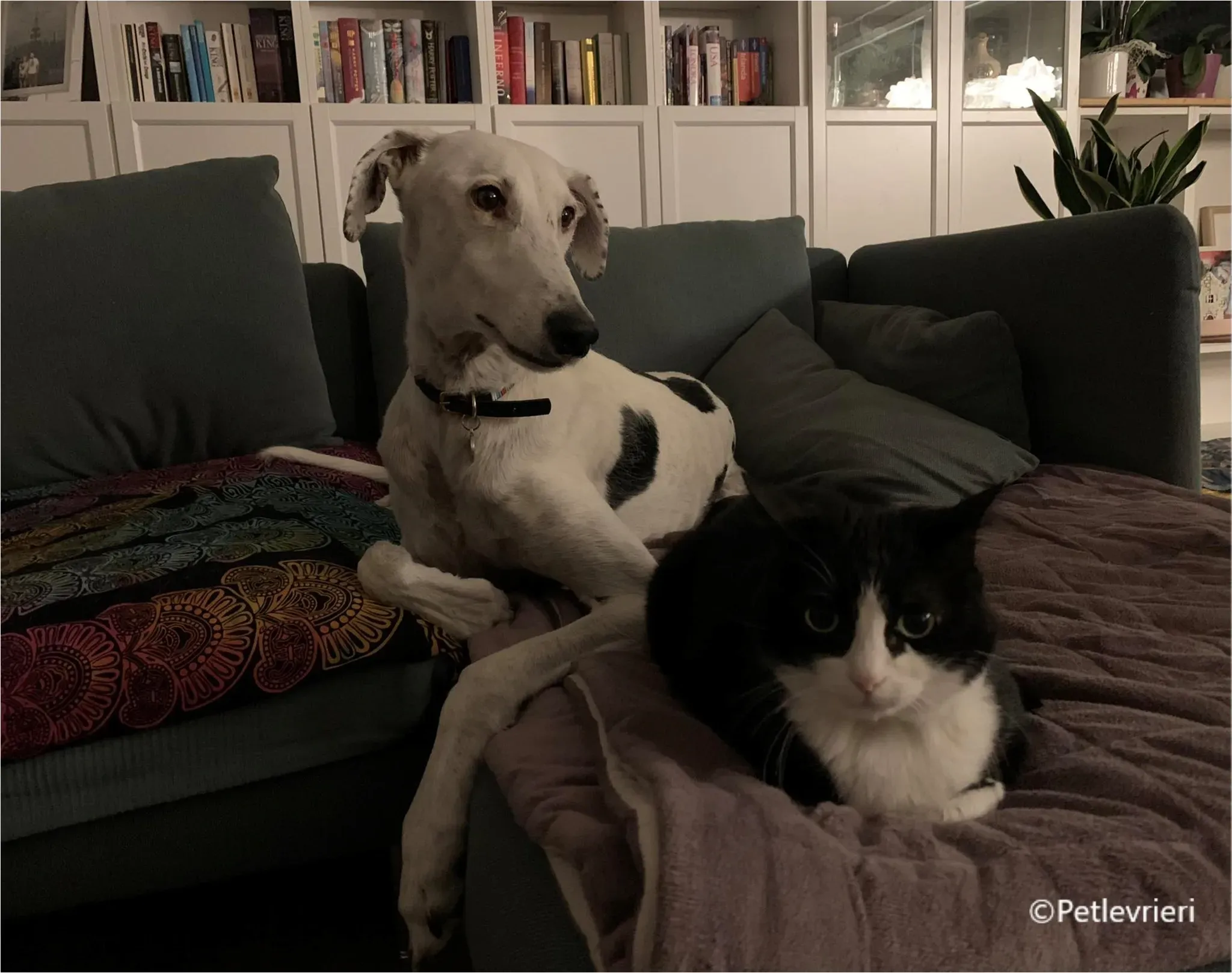 Rayo galgo pet levrieri felici casa7