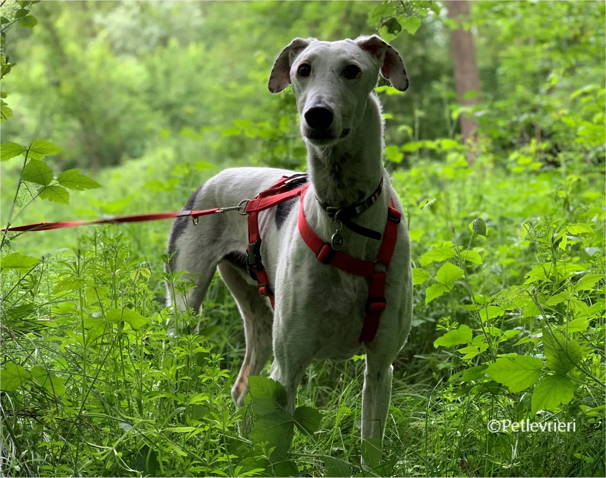 Rayo galgo pet levrieri felici casa8
