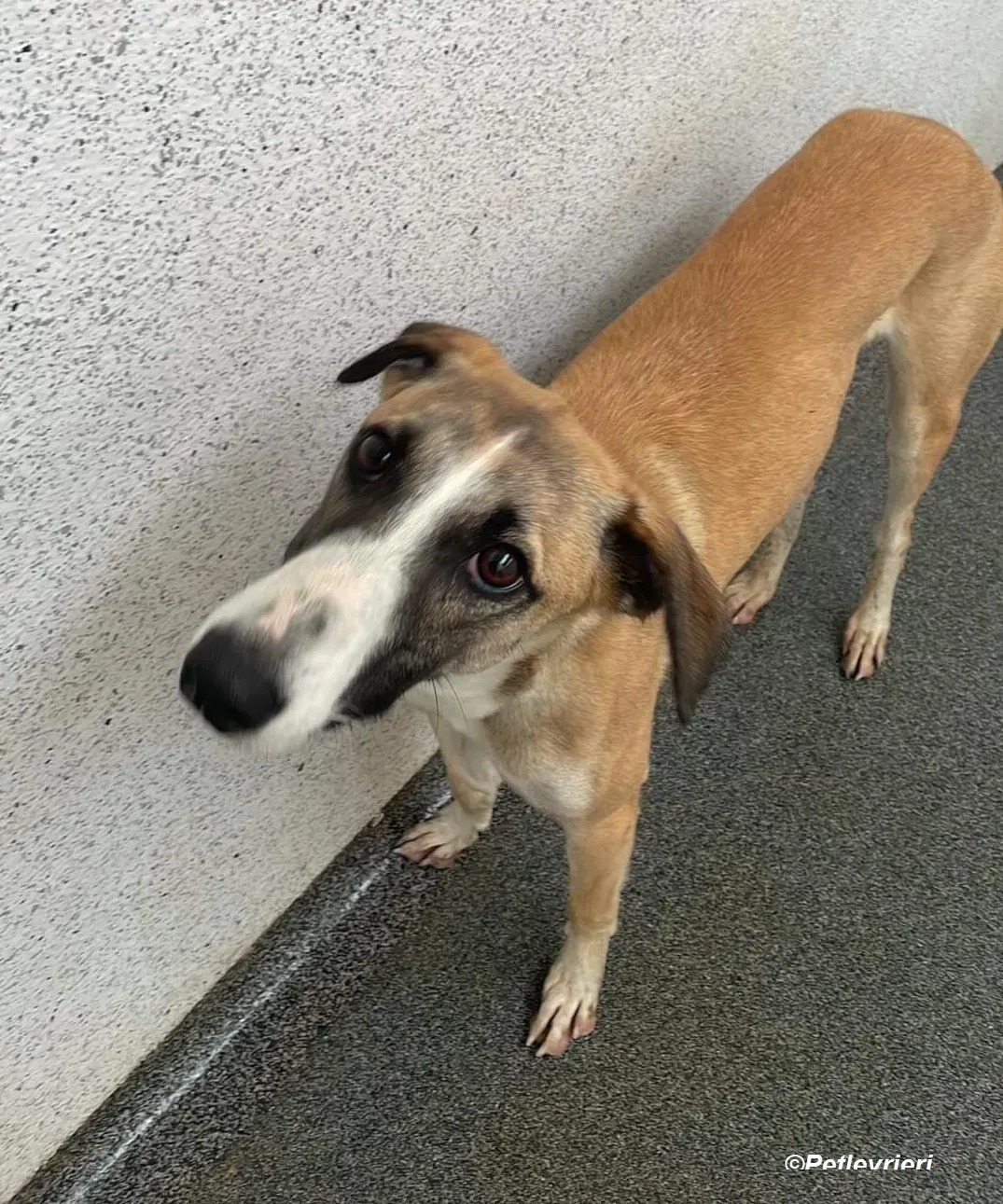 Reggie adozione levrieri greyhound 3 1