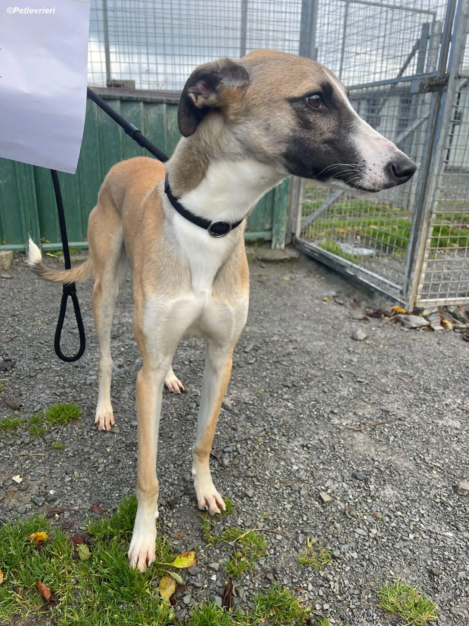 Reggie adozione levrieri greyhound 4