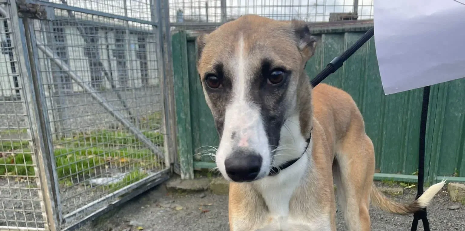 Reggie adozione levrieri greyhound 5 e1667576002478