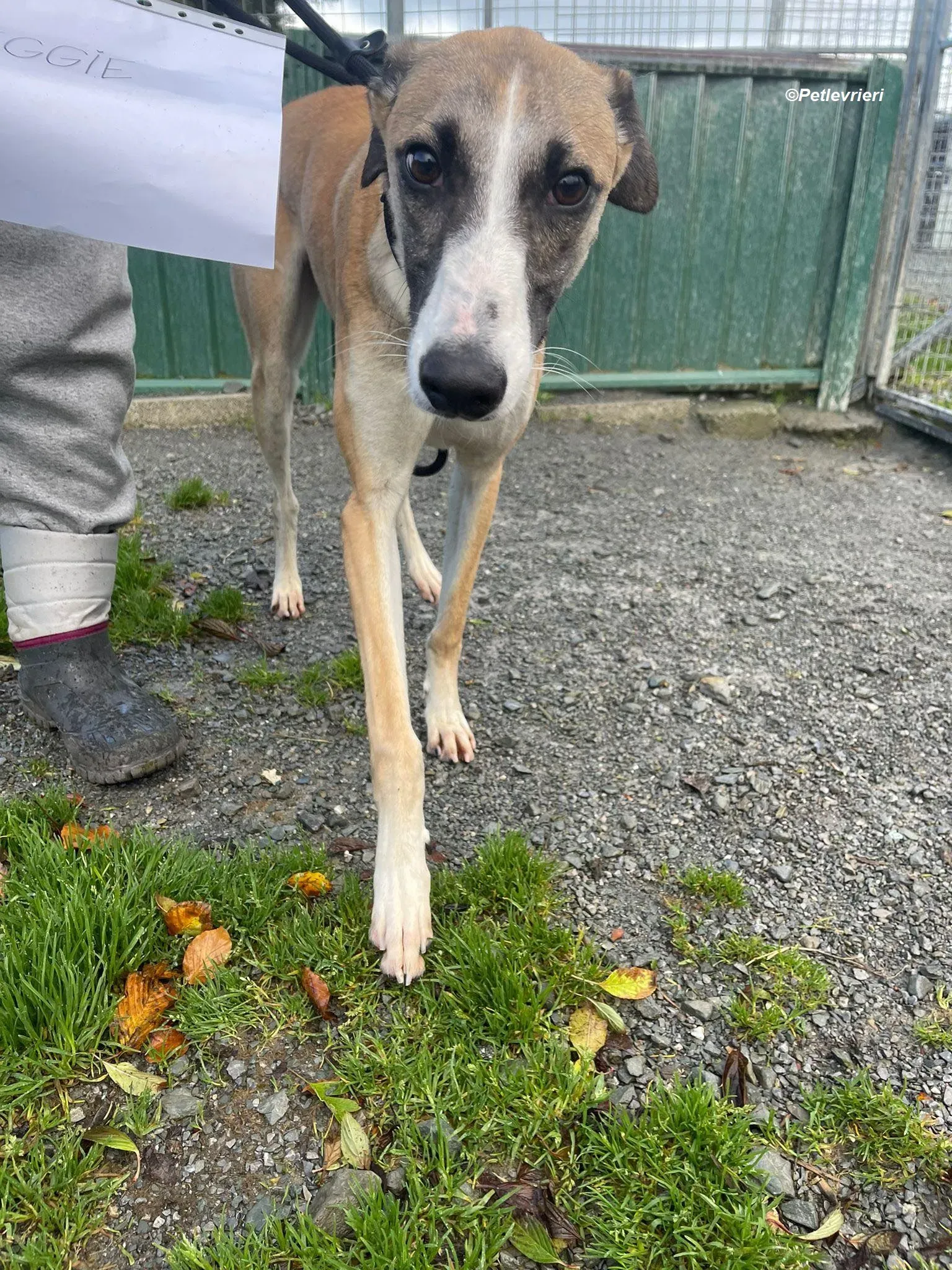 Reggie adozione levrieri greyhound 6