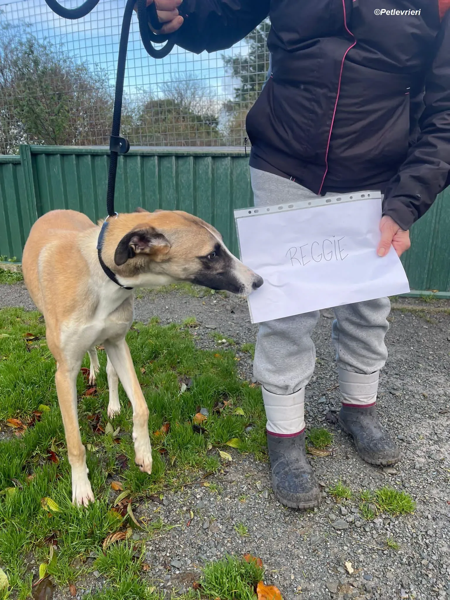 Reggie adozione levrieri greyhound 7