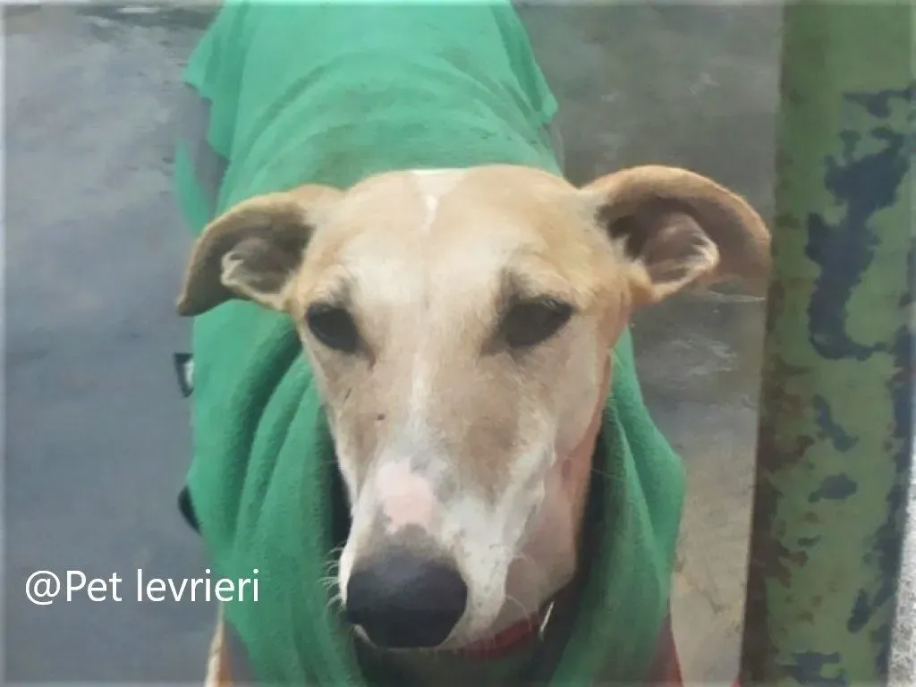 Reina adozione galgo 01