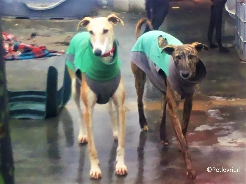 Reina adozione galgo 02