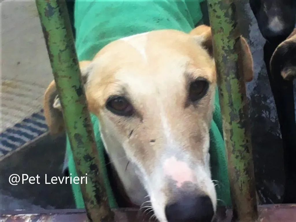 Reina adozione galgo 03