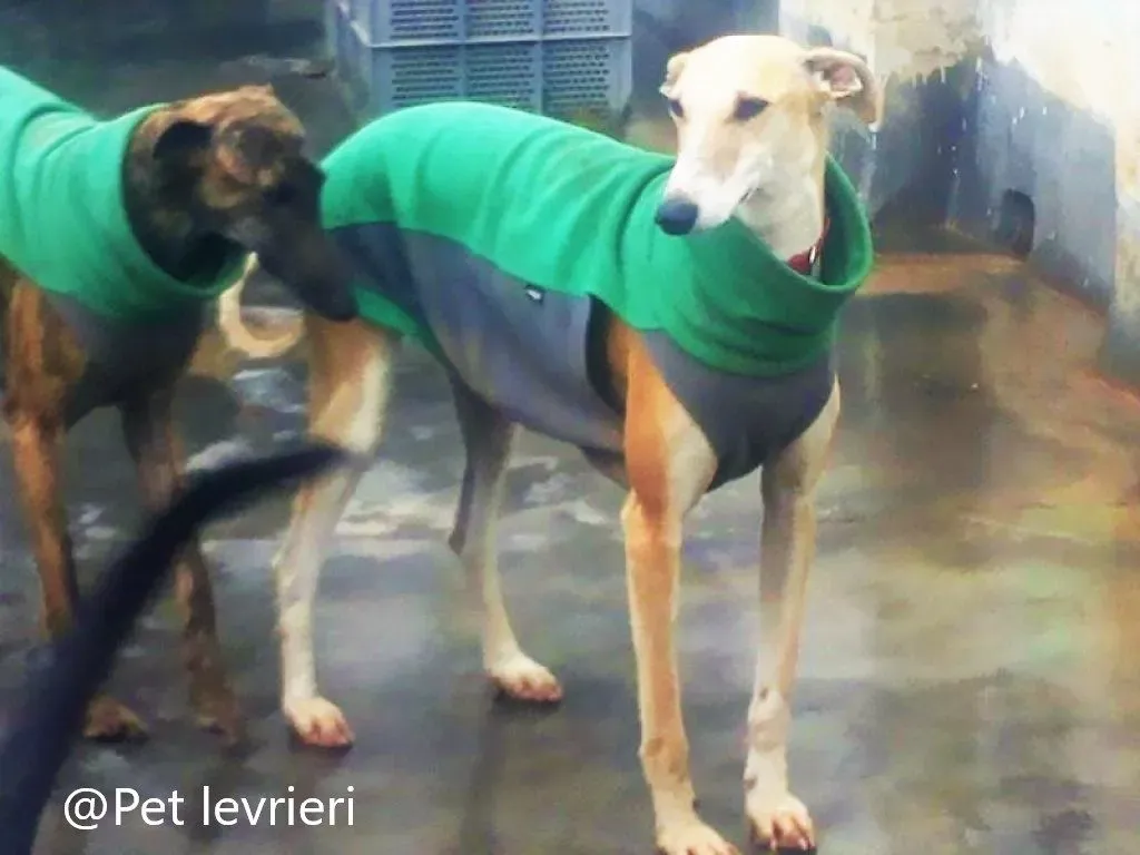 Reina adozione galgo 04