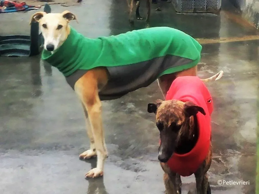 Reina adozione galgo 05