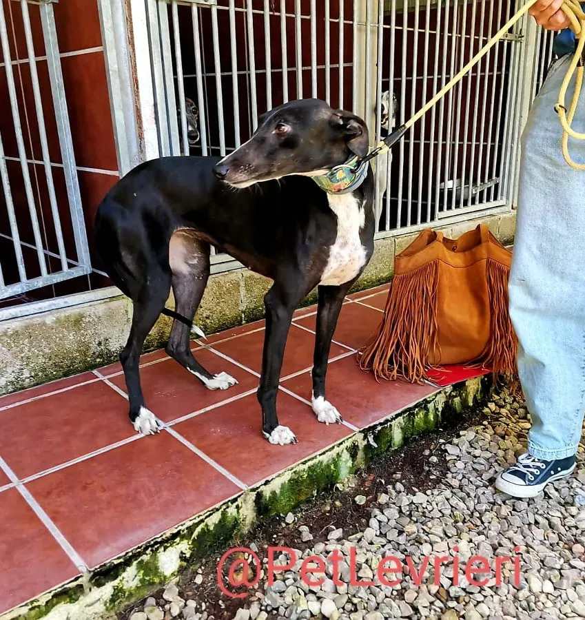 Reina adozione levrieri galgo 01