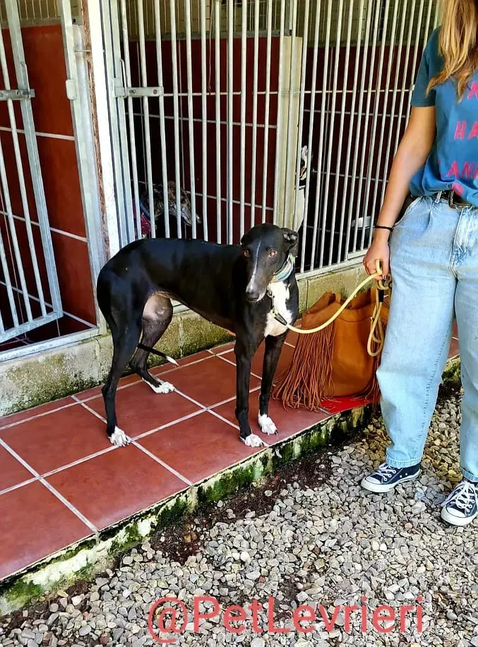 Reina adozione levrieri galgo 02