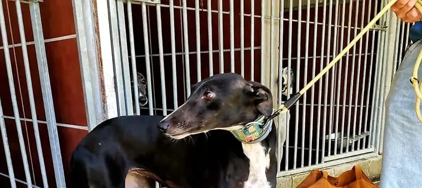 Reina adozione levrieri galgo 03