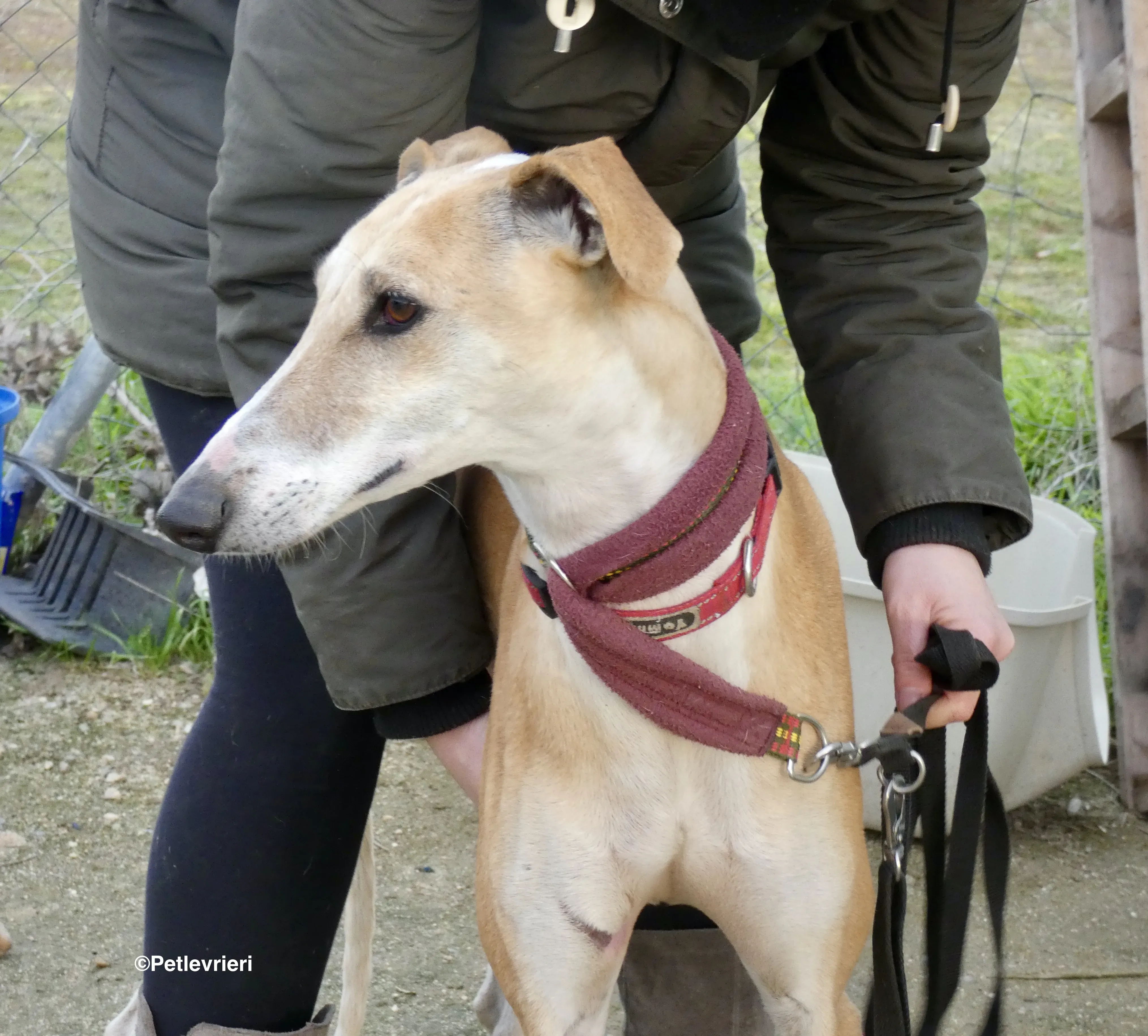 Reina adozione levrieri galgo 09