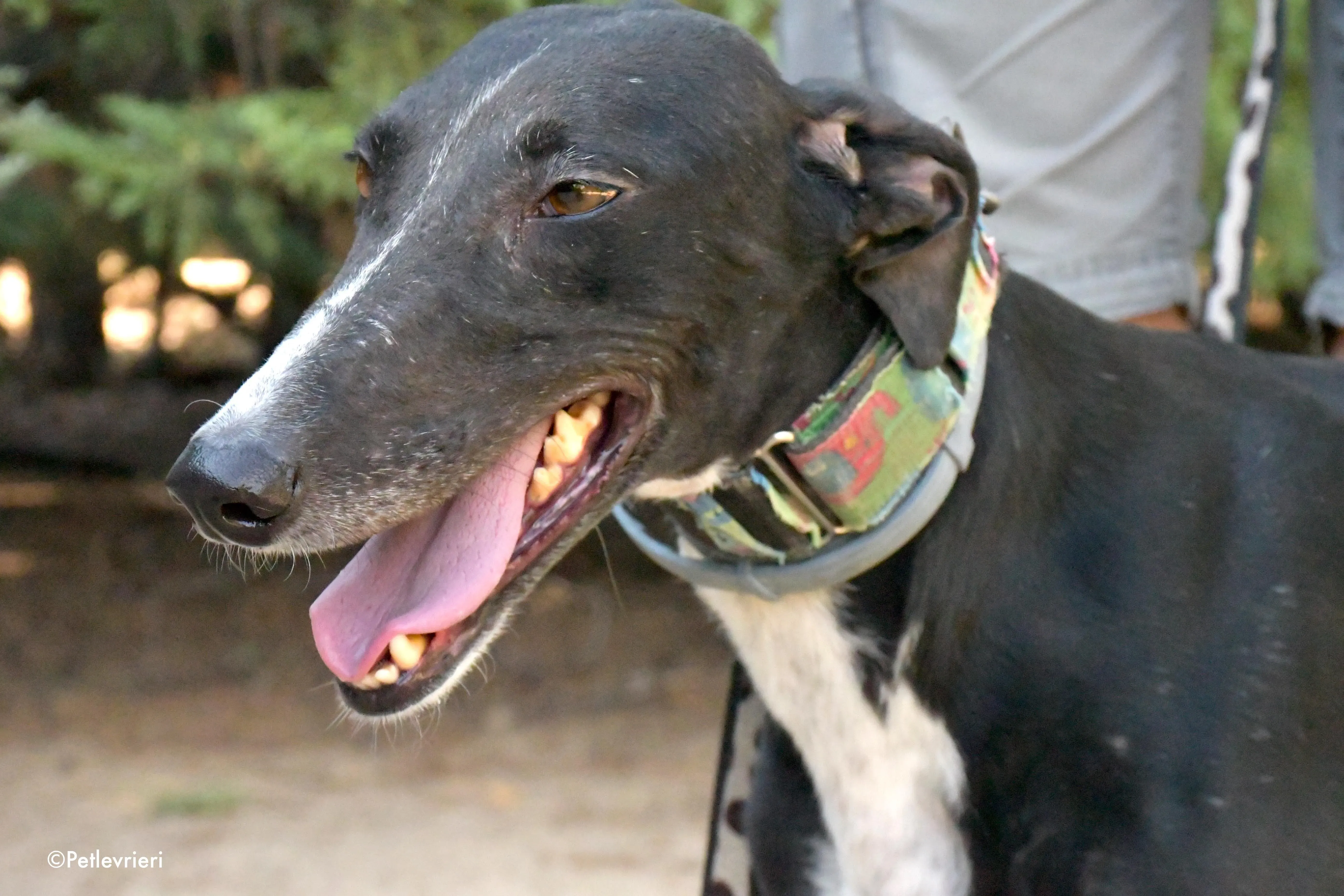 Reina adozione levrieri galgo 10