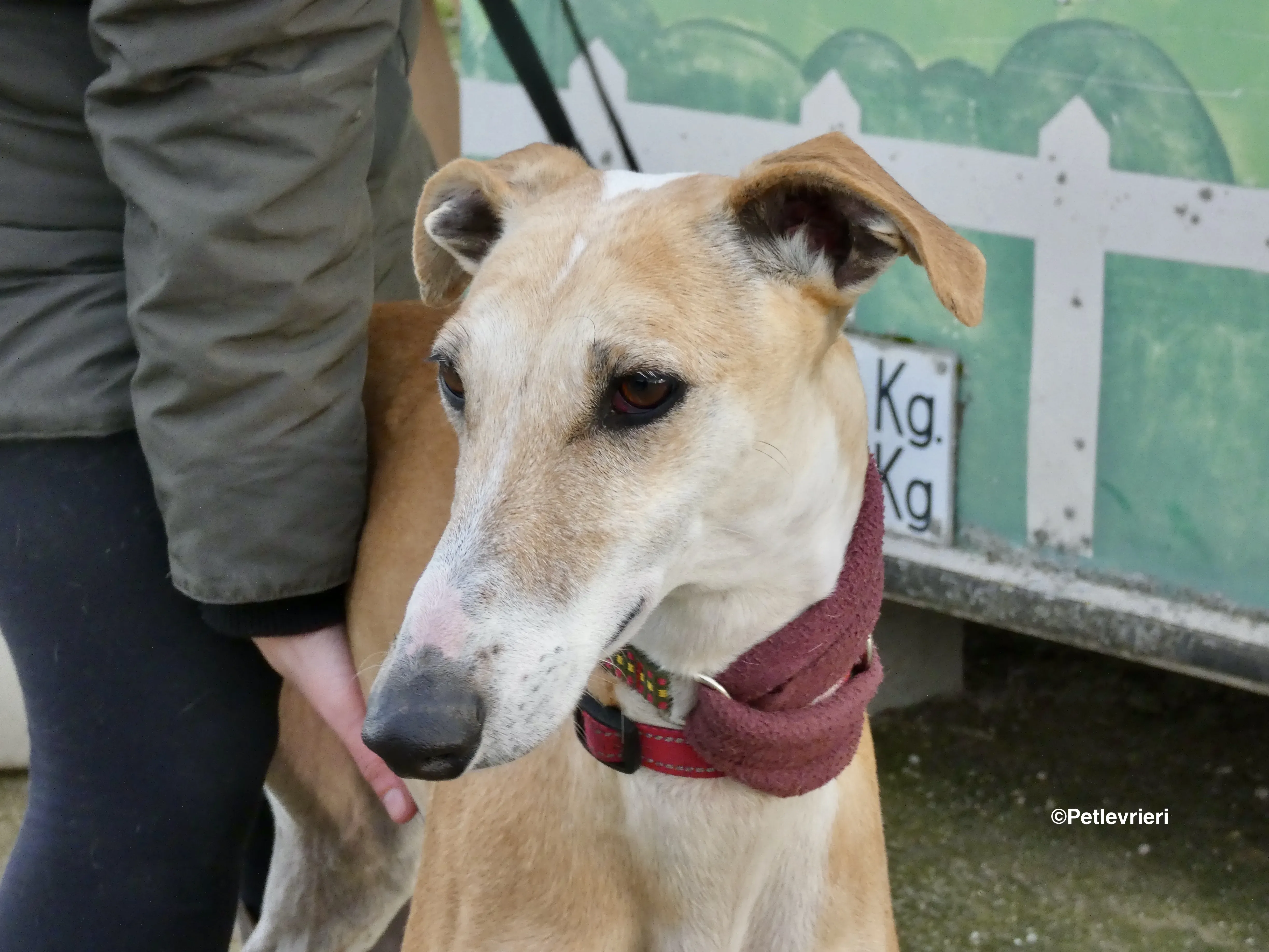 Reina adozione levrieri galgo 11