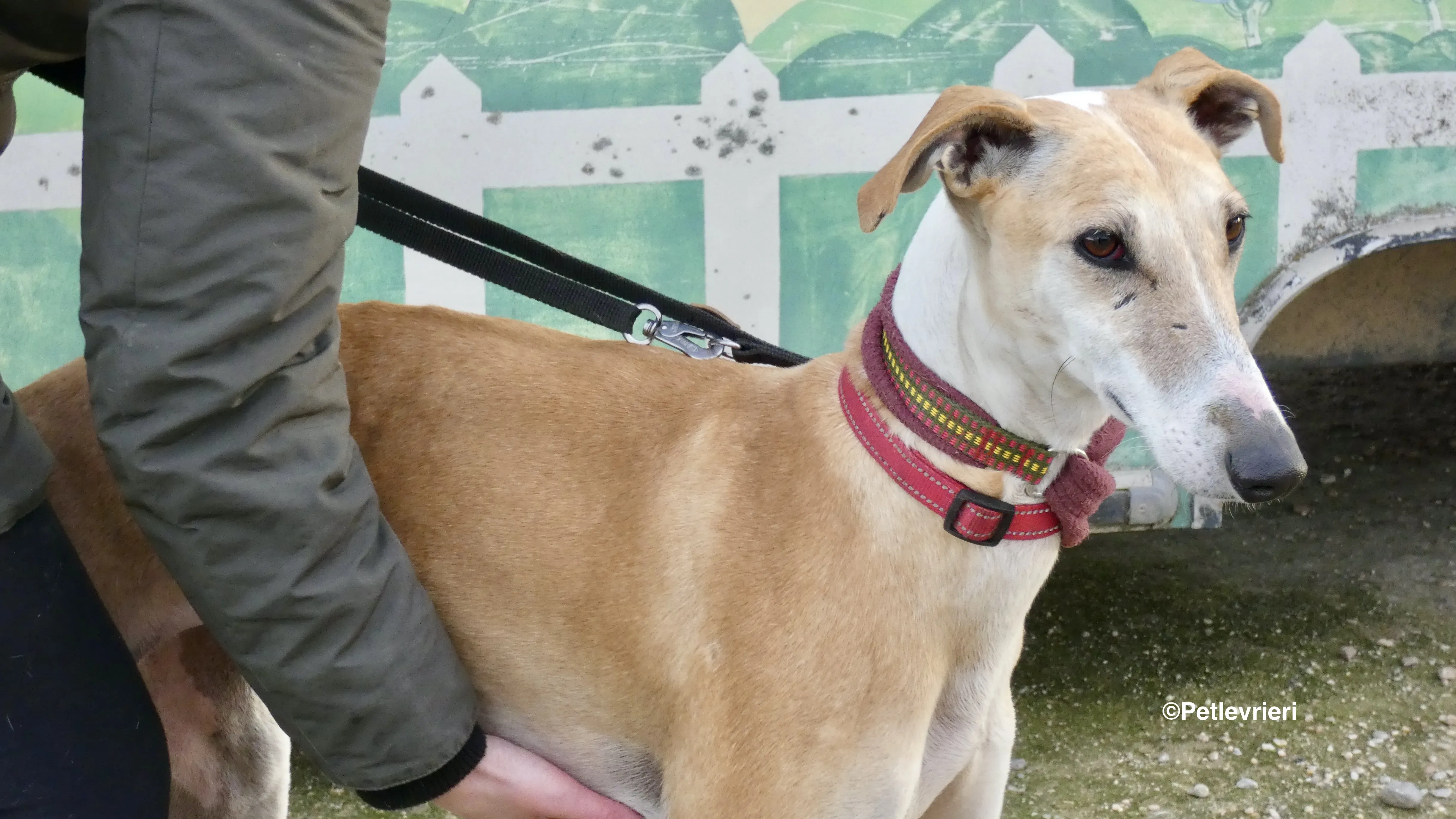 Reina adozione levrieri galgo 12